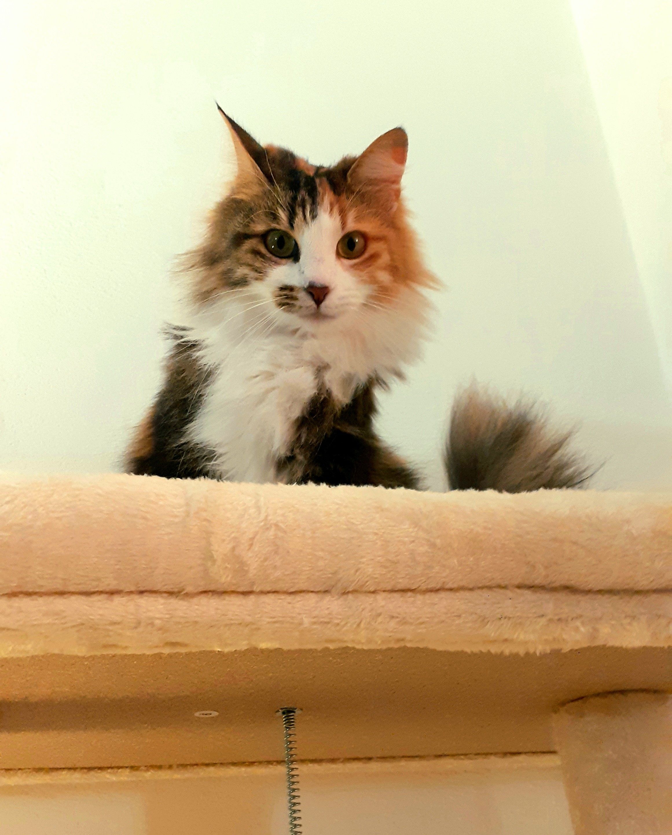 gatta calico a pelo lungo Che guarda incuriosita verso la fotocamera. è seduta ma sta per sdraiarsi, è inquadrata da sotto, sta sopra un tiragraffi peloso chiaro. si vede metà corpo e un poco di coda 