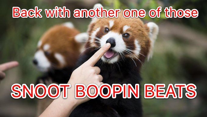 a red panda getting its snoot booped. Back with another one of those SNOOT BOOPING BEATS