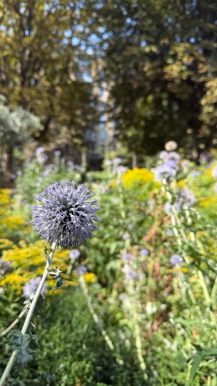 A blue globe thistle in a wild garden. The flower appears as a pale blue fluffy ball 