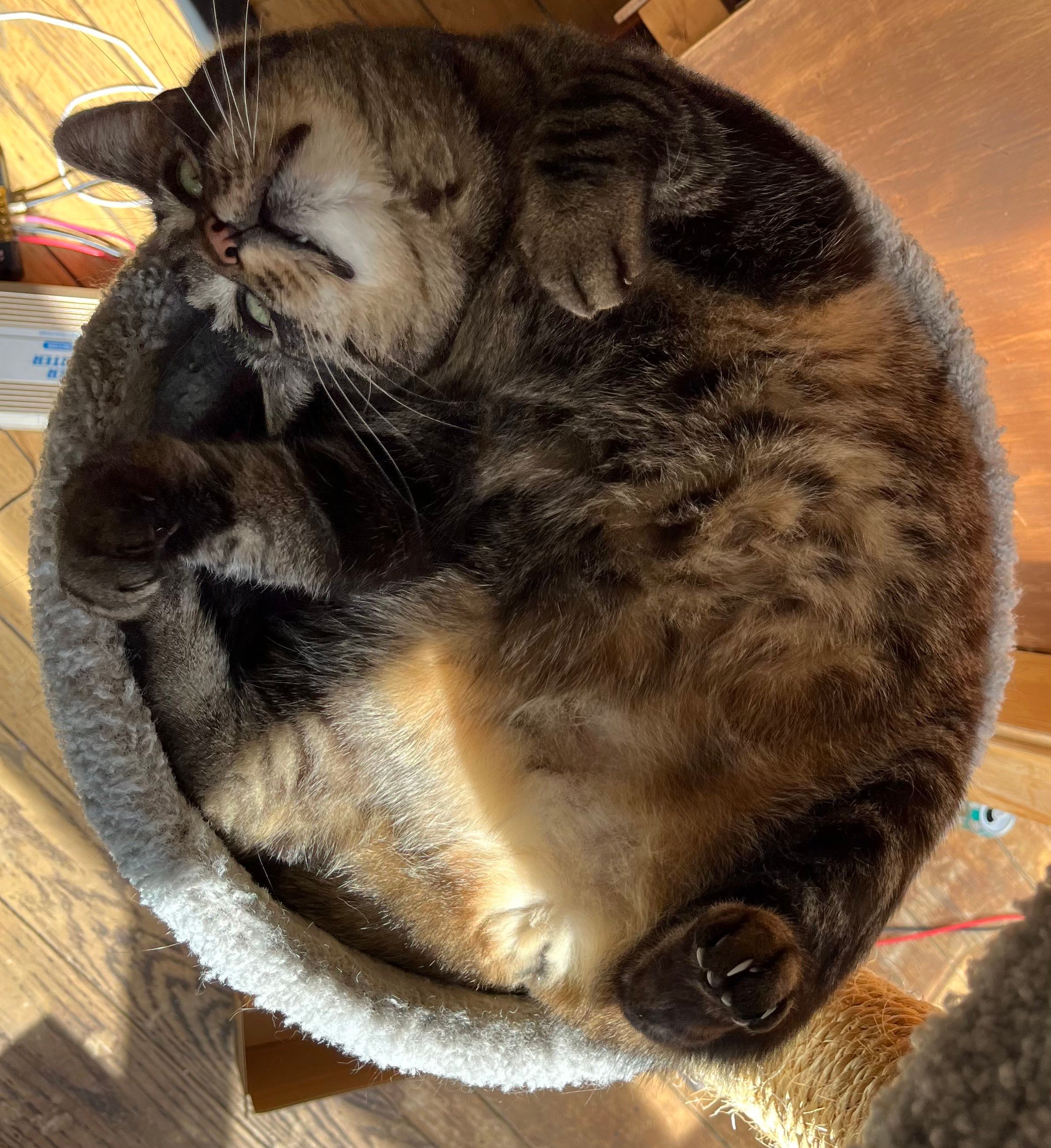 A large tabby cat in a round perch in a cat tree, viewed from above. He is belly up and twisted in such a way that his whole body and legs ar within the round border of the perch