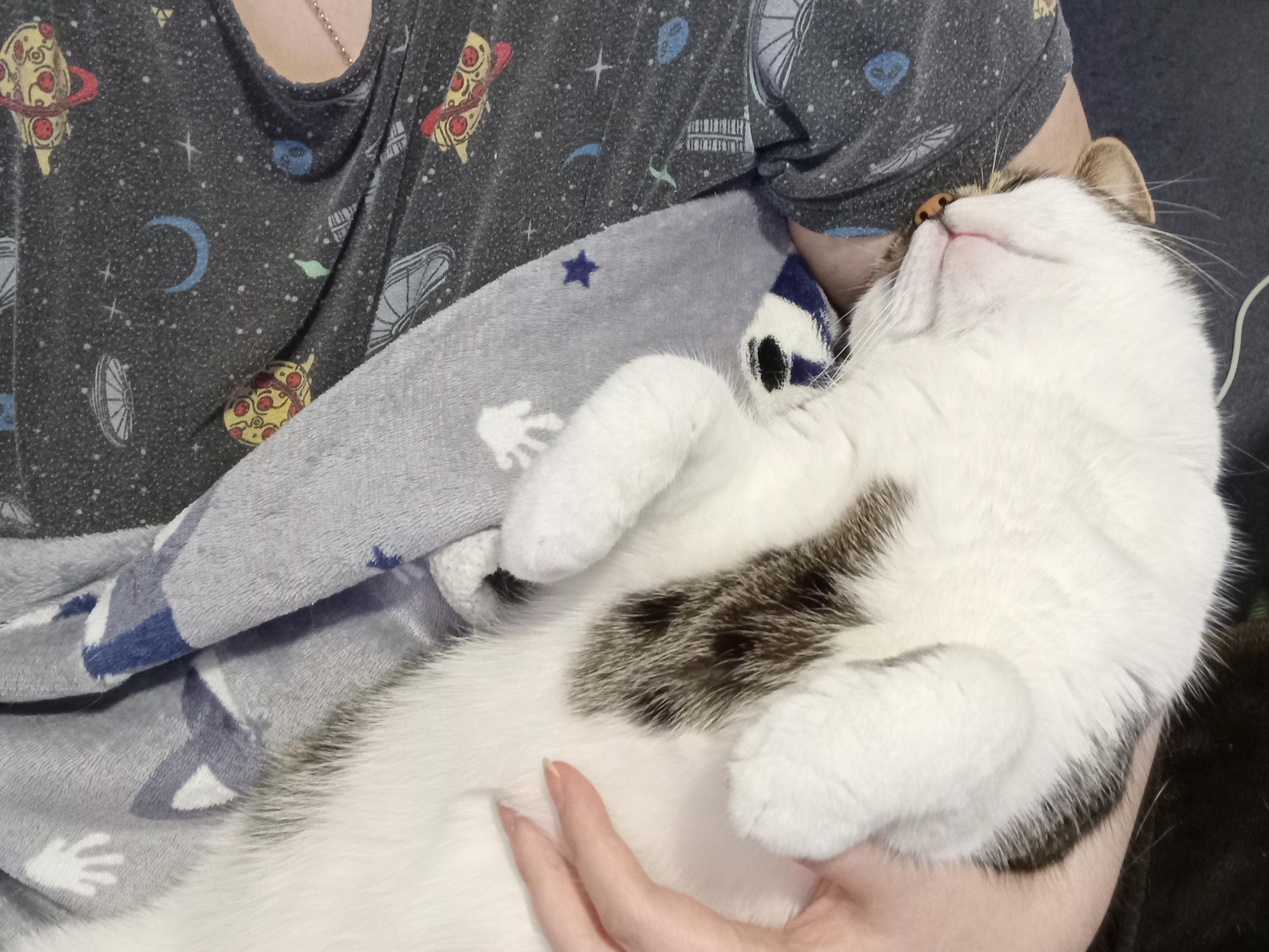 Still napping in my arms, but on her back with her front paws in a t-rex pose