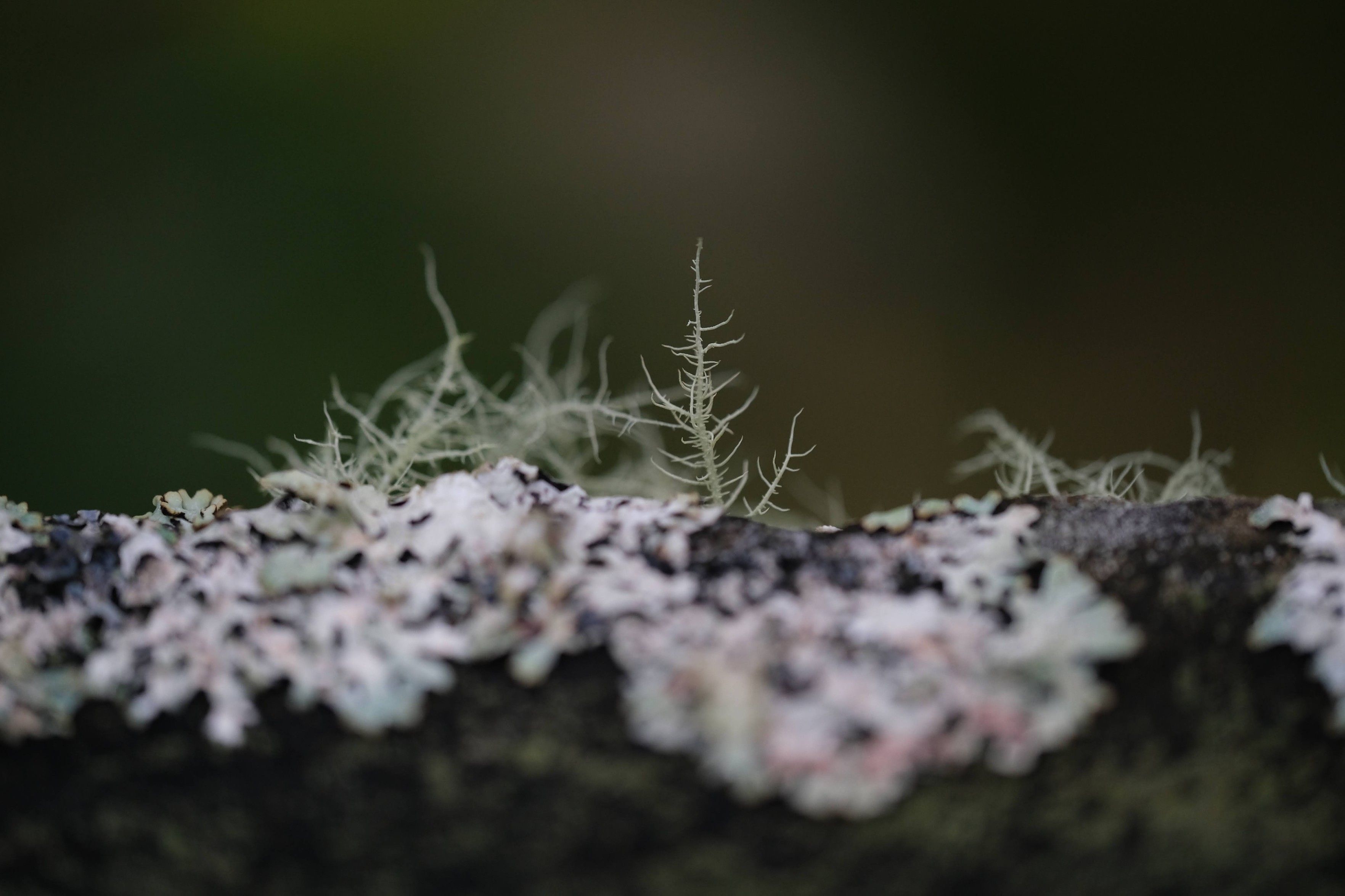 a fragile, pale green, almost fern- or conifer- like strand of lichen grows straight up from a fence. around it, out of focus, is more lichens of various types.