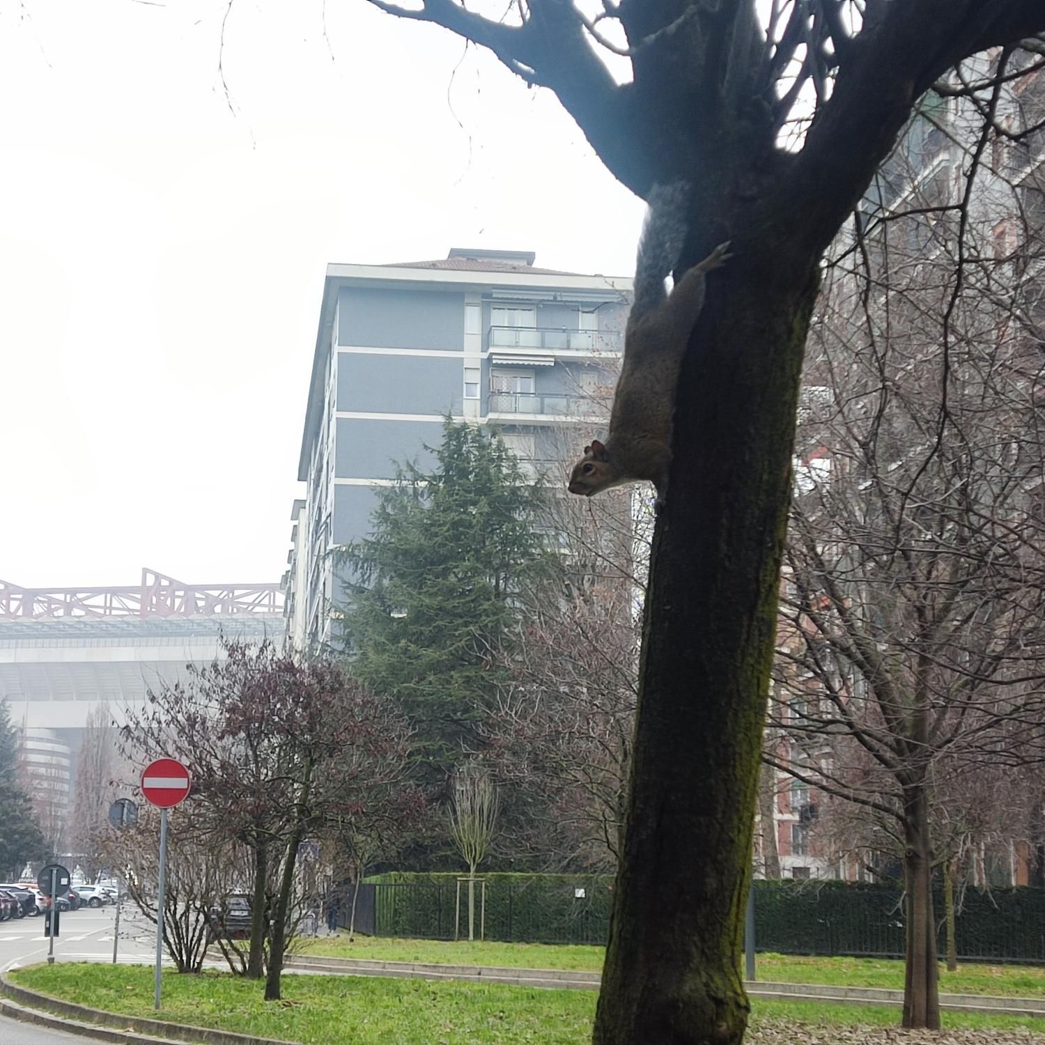 in primo piano sulla destra uno scoiattolo in posa sul tronco di un albero, sullo sfondo alberi, palazzine e altri edifici e cielo grigio
