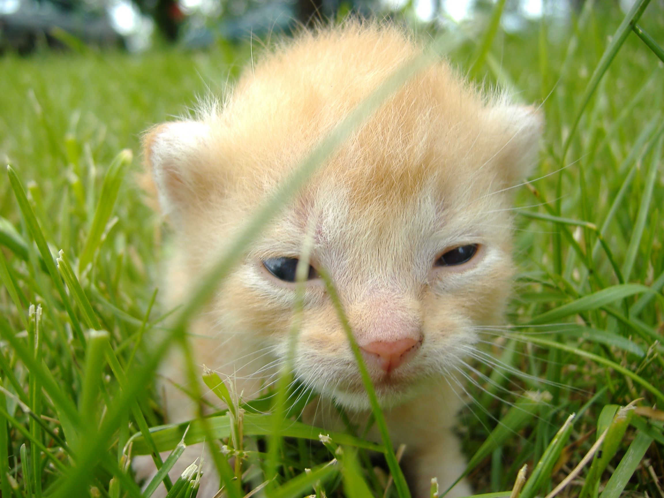 a kitten after opening its eyes for the first time. it is in a grassy field.