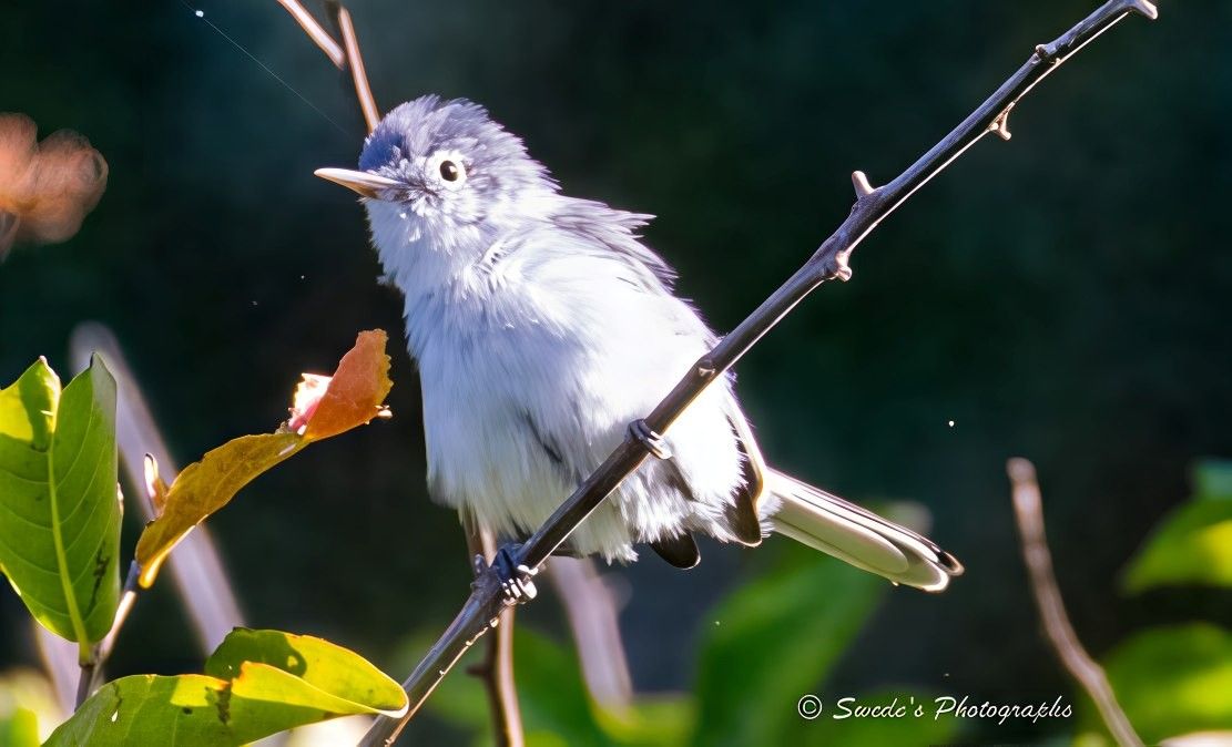 "Perched delicately on a slender branch, a blue-gray gnatcatcher appears mid-shuffle, its plumage tousled in a moment of motion. The bird’s feathers—normally sleek—now puff outward in soft disarray, as if caught in the act of shaking loose the morning dew or stretching after sleep. Its coloring is subtle and elegant: a blend of pale gray and white, with hints of soft blue that shimmer faintly in the light. The texture of its feathers resembles fine down, giving it a fluffy, almost cloudlike silhouette.

Its large, round eyes dominate its small face, wide with curiosity and alertness, suggesting a creature both fragile and fiercely alive. One eye catches the light, adding a glint of personality—like a spark of thought or mischief. The bird’s posture is upright but relaxed, balanced effortlessly on the branch, which bends slightly under its weight.

In the foreground, green leaves frame the scene, adding contrast and depth. Another branch crosses gently, creating a layered composition that feels intimate and organic. The background is softly blurred, a wash of muted tones that isolates the bird in its moment of quiet drama. The lighting is natural and warm, casting gentle highlights across the bird’s ruffled coat and emphasizing the fine detail of each feather.

This is not just a portrait—it’s a glimpse into a fleeting gesture; a breath of life caught between stillness and motion." - Copilot