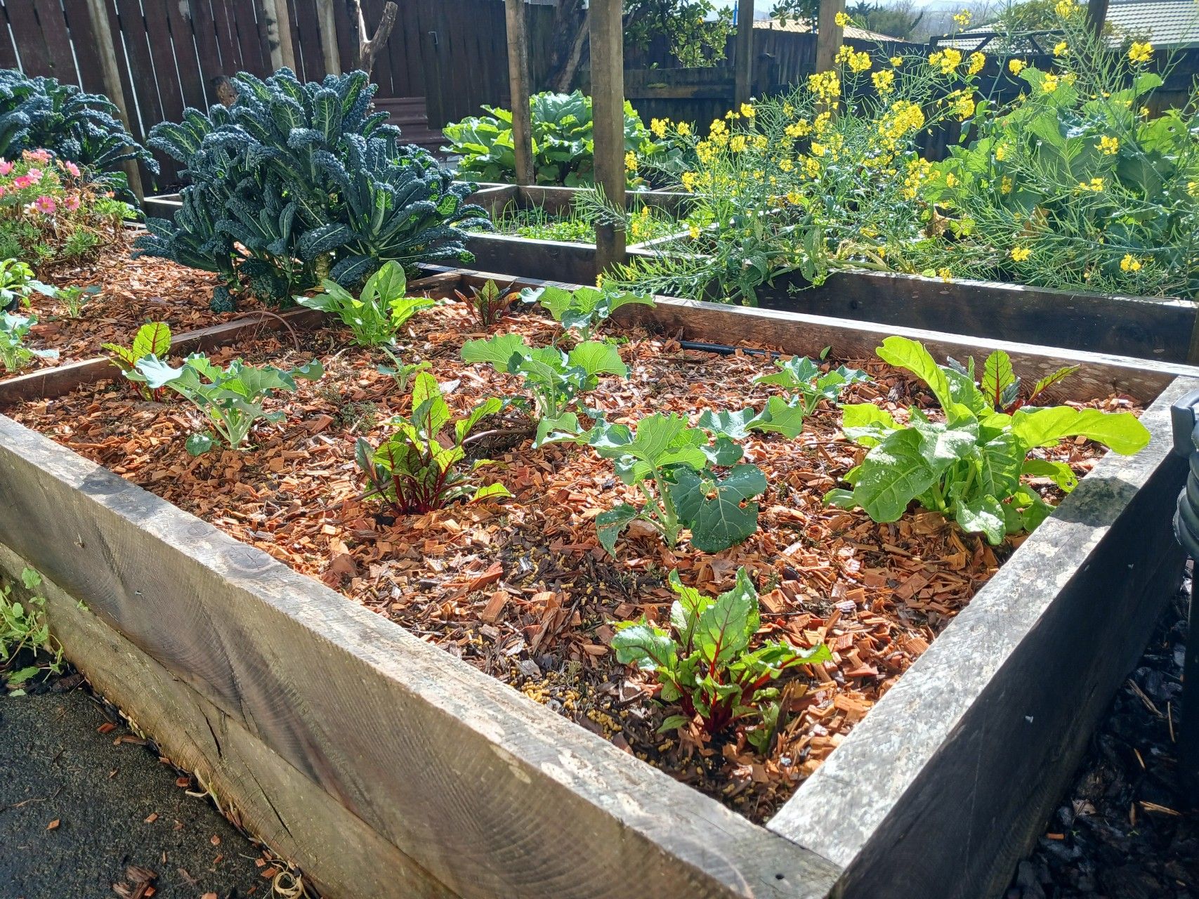 A raised bed, with smaller cabbage, spinach, and beetroot growing. In the background are strong tall kale plants, and the yellow flowers of pak choi going to seed.