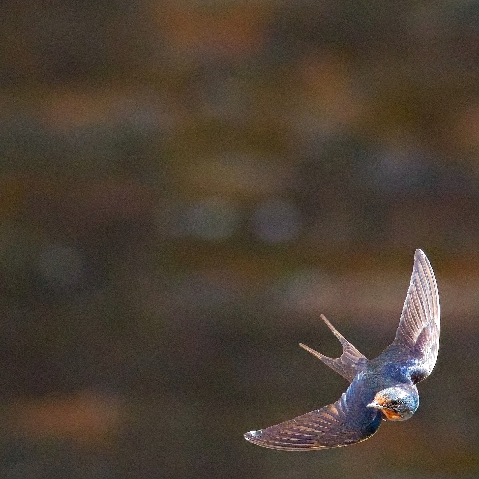 A barn swallow has turned their head to look over their wings as they maneuver around old stone walls.