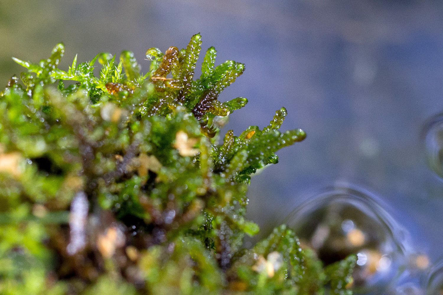 Rimpisirppisammalen (Scorpidium revolvens) vihreitä matomaisia versoja, taustalla vettä.