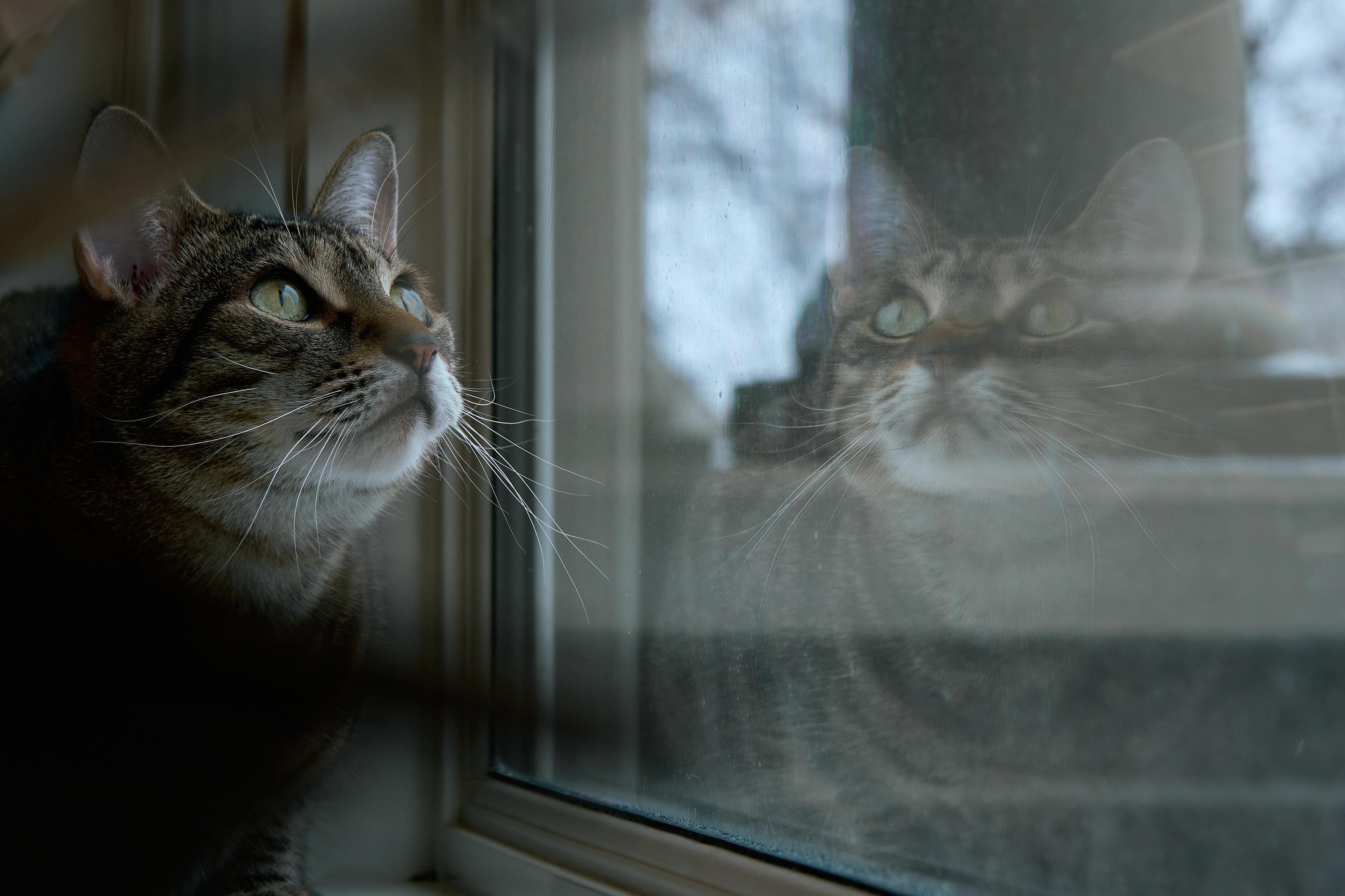 Photograph of a small tabby cat sitting in front of a window. The cat's reflection is visible in the window.