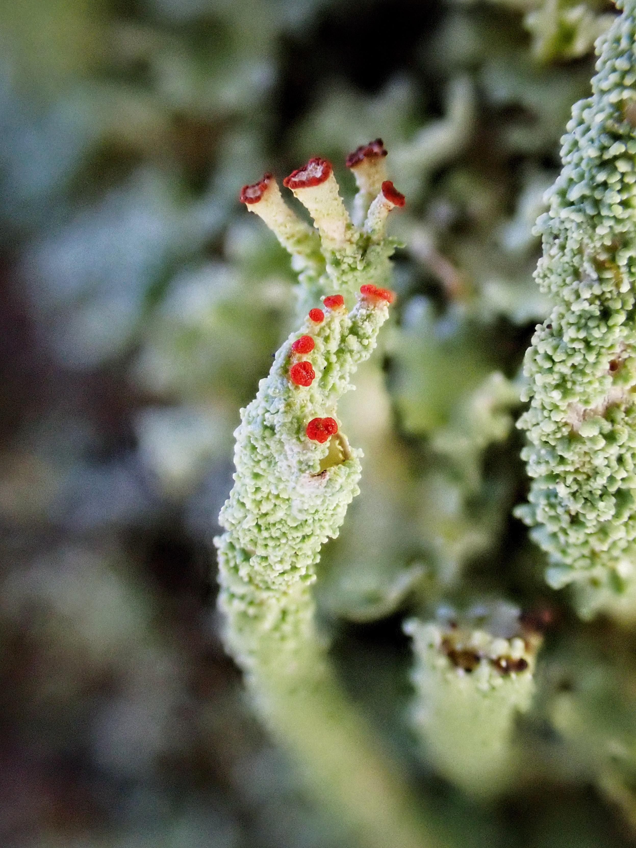 Close up image showing the bright red apothecia and coarse, granular soredia on the podetia of a Cladonia lichen