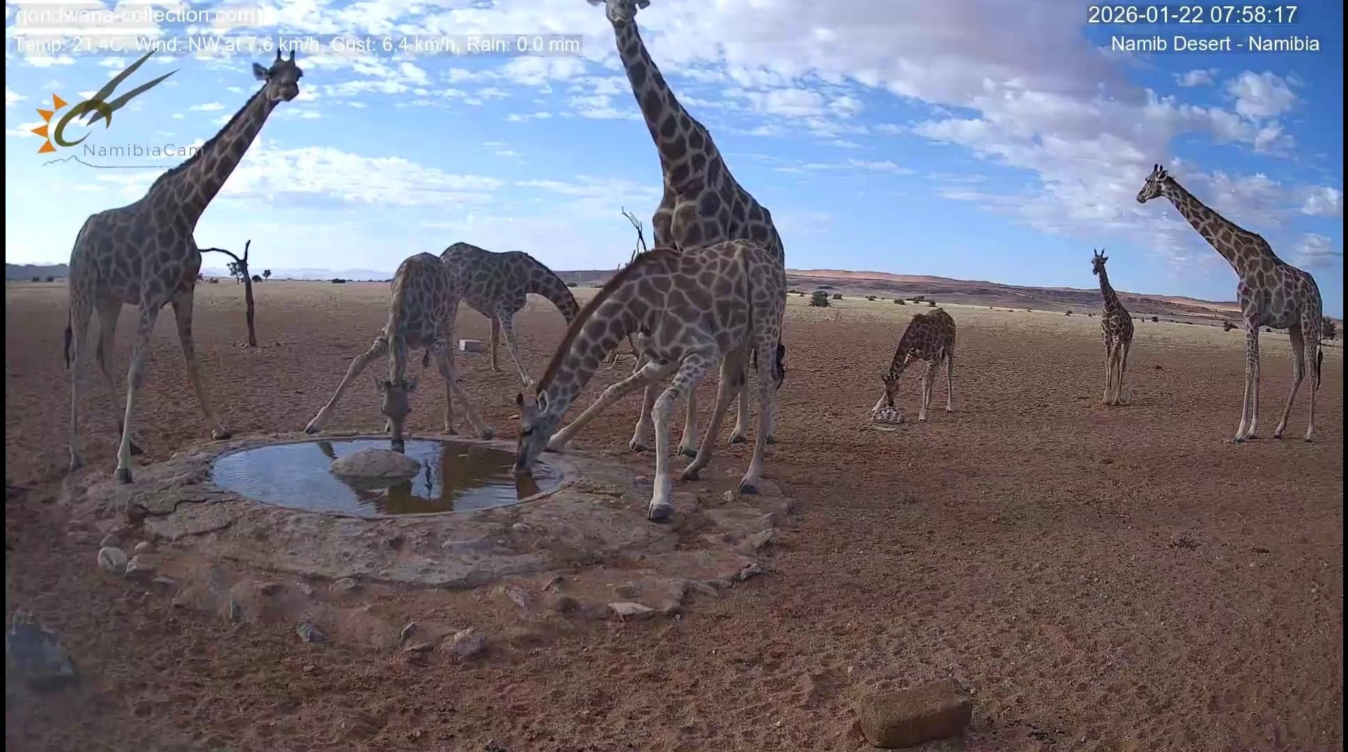 Nutrito gruppo di giraffe all'abbeverata