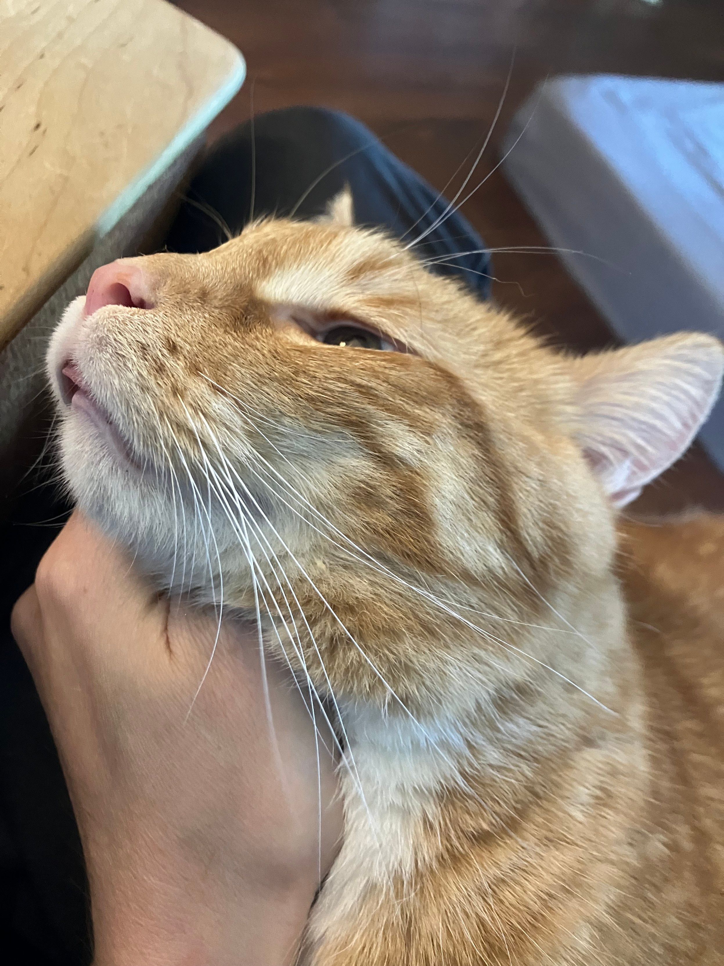 an orange cat, resting his chin on a light skinned hand. the cat's eyes are half-lidded and a tiny bit of his tongue sticks out of his mouth.