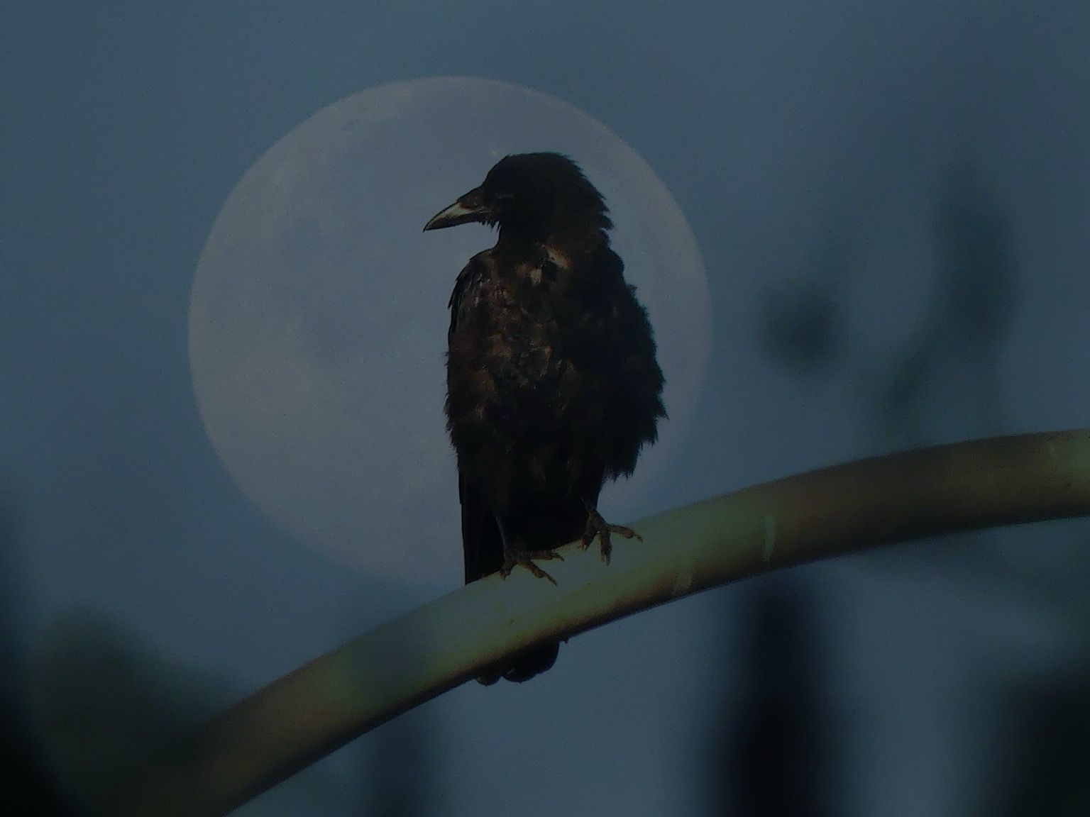 Two photos overlaid to create the image of a big setting moon behind a crow perched on the curved arm of a street lamp viewed through foliage