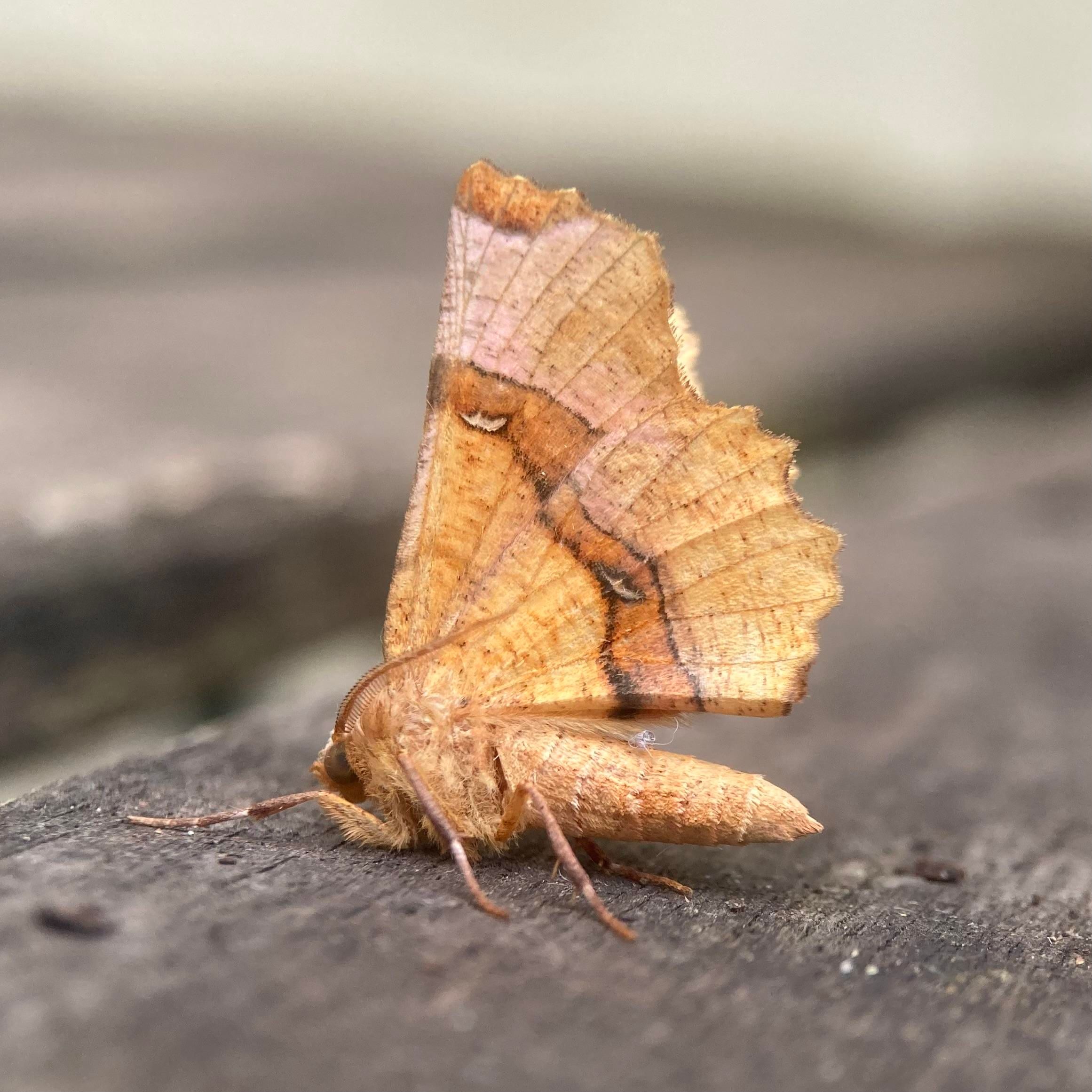 Side on shot of a moth on a table. It holds its wings vertical above its abdomen.  Its wings are heavily scalloped along the back edge.  The moth is a pale autumnal orange, like a fading leaf. It has a darker orange band edged in brown running across its wing with two white moon shaped stigmata within the band, giving it its name, Lunar Thorn