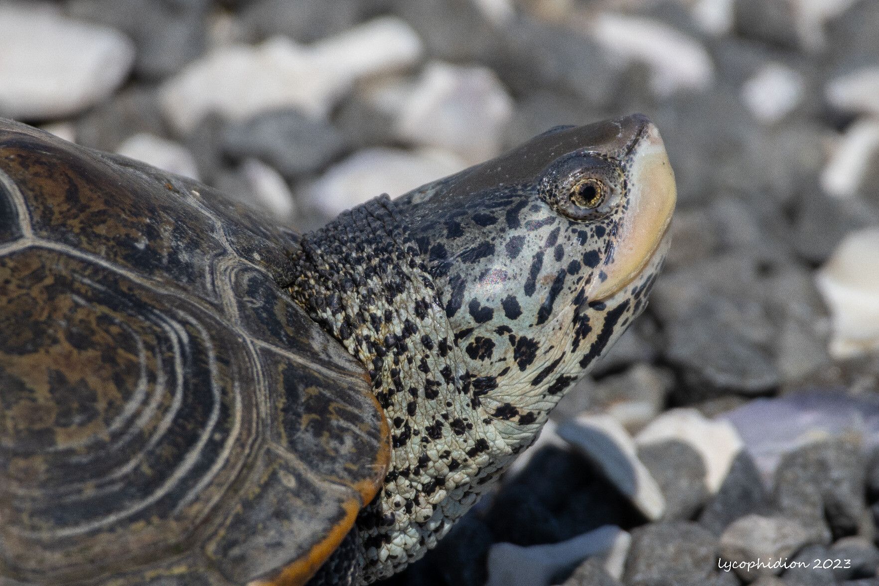 "The common name refers to the diamond pattern on top of its shell (carapace), but the overall pattern and coloration vary greatly. No two diamondback terrapins look alike. The shell is usually wider at the back than in the front, and from above it appears wedge-shaped. The shell coloring can vary from brown to grey, and its body color can be grey, brown, yellow, or white. All have a unique pattern of wiggly, black markings or spots on their body and head" (Wikipedia).