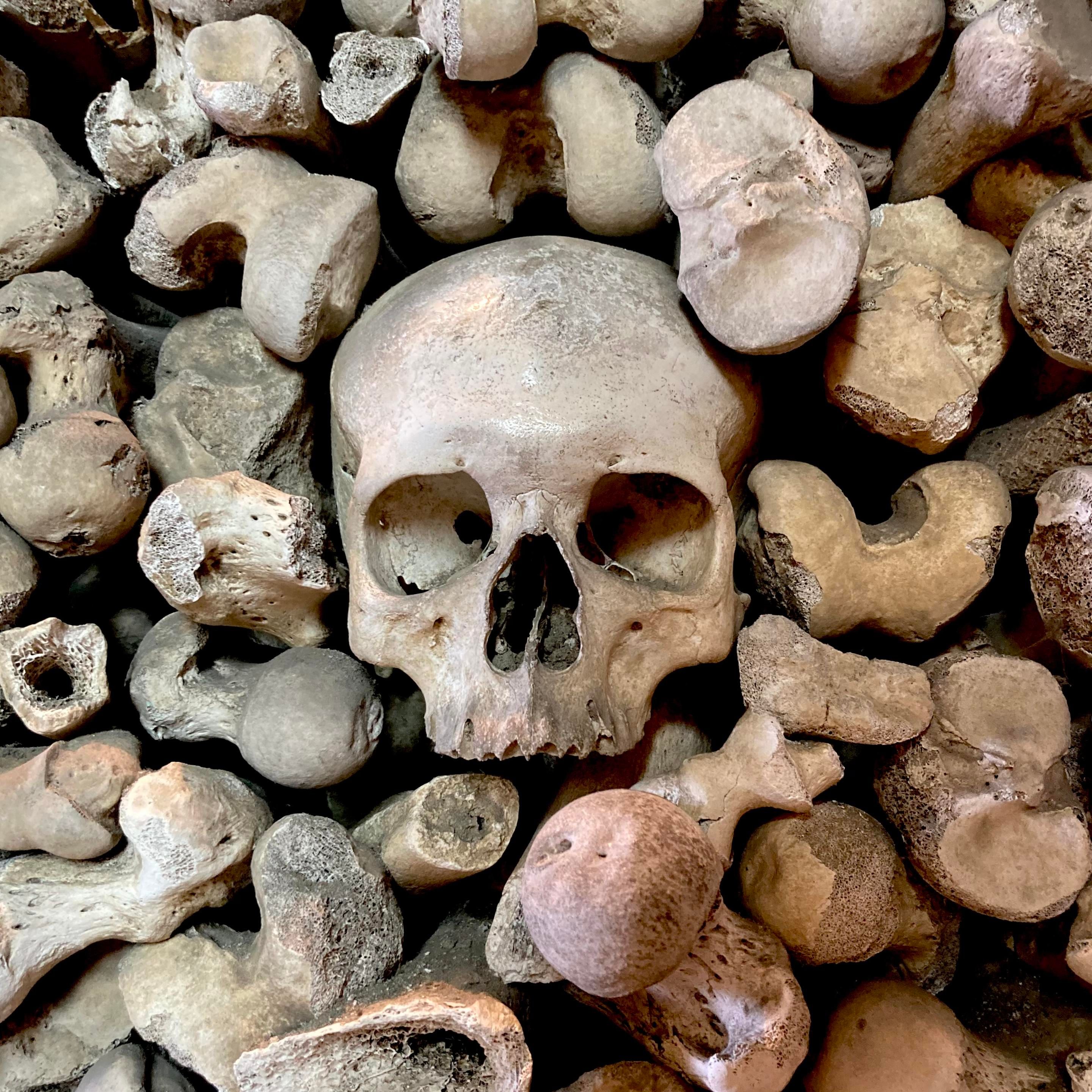 A close up of a skull wedged within a stack of limb bones. It is centred and faces directly to the camera.