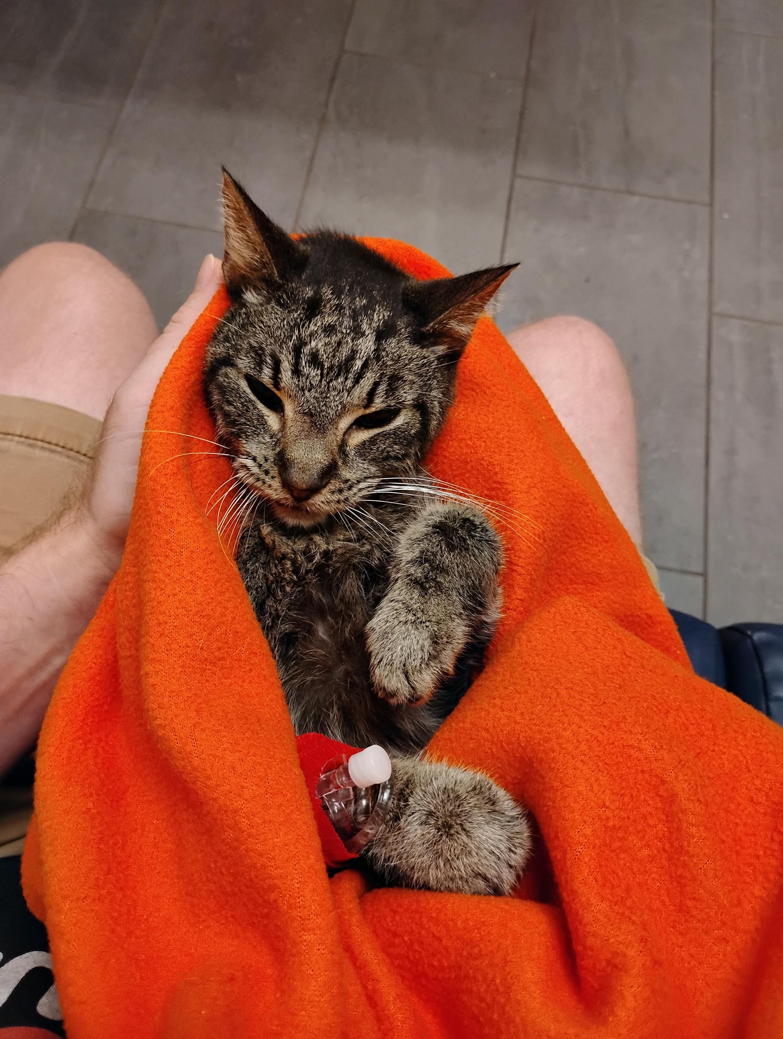 Image of Tali Zorah, a brown tabby cat, wrapped up in an orange blanket moments before her last breath.