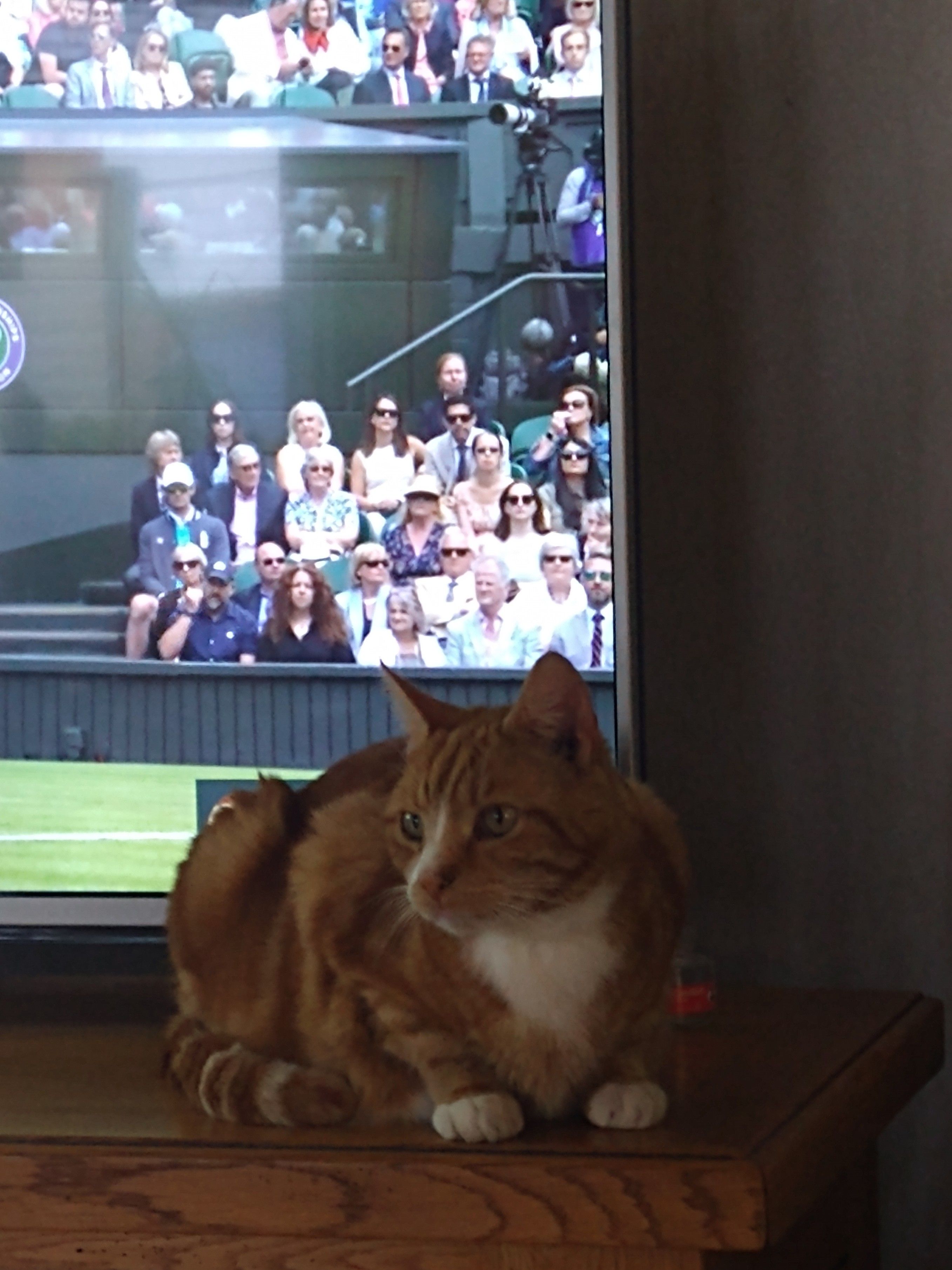 Ginger Tom cat sitting in front of a TV 