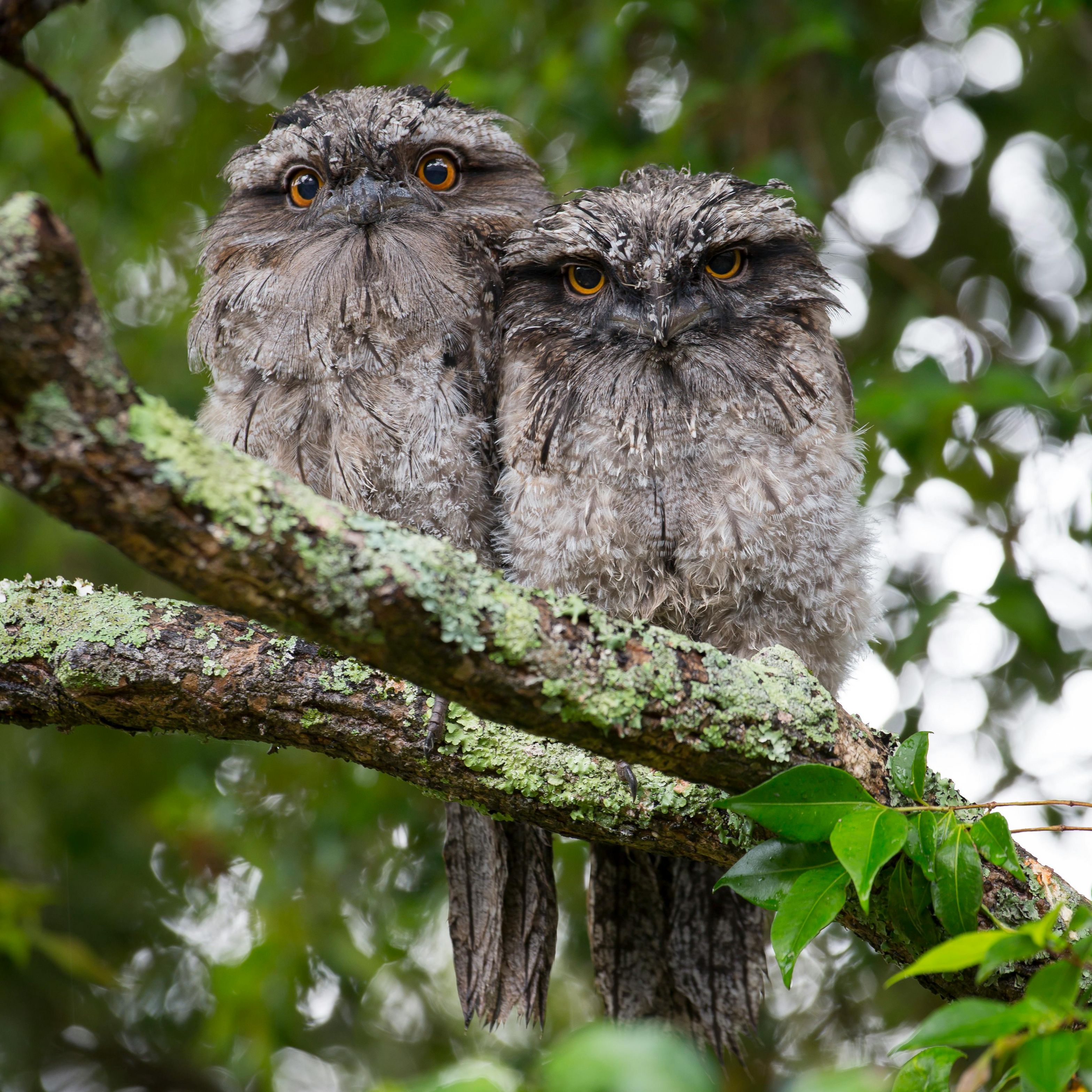 Two small grey owls perch on a moss-covered tree branch.