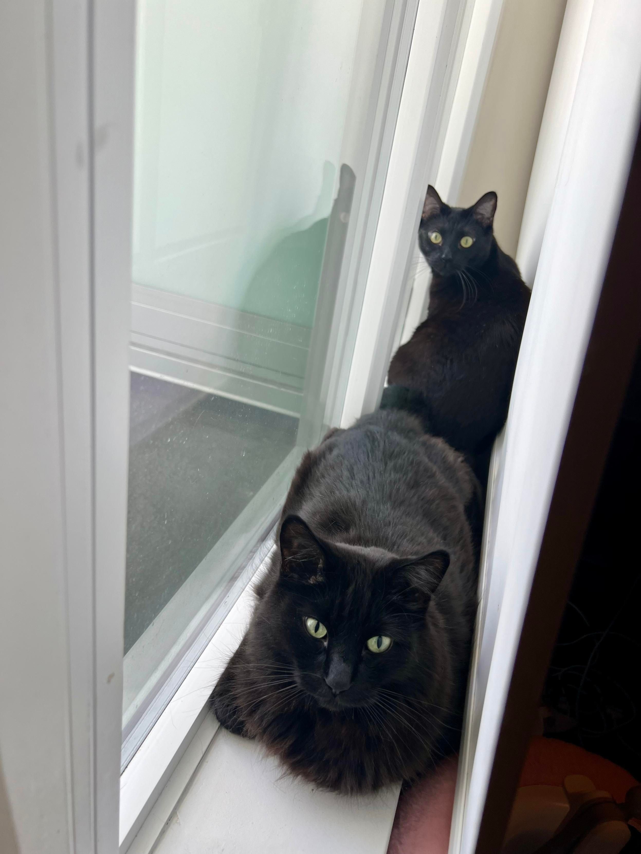 2 black cats on a windowsill, photographed so that the sill starts at the bottom left and ends at the middle right. The fluffy black cat is lying in a relaxed loaf in the foreground and the sleek cat is in the background half-sitting. Both cats face the camera. A blackout curtain envelops them on the other side 