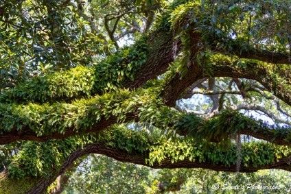 "The image is filled with several thick, sturdy tree branches that crisscross the frame, extending horizontally and diagonally like natural scaffolding. Their bark is deeply textured—cracked, mottled, and softened in places by moss and lichen. Draped across these branches is a dense, vibrant layer of Resurrection Ferns, their delicate fronds unfurling in rich shades of green. Each frond is finely divided, resembling miniature feathers or intricate lace, and their soft, velvety surfaces catch the light with a gentle shimmer.

The ferns cling tightly to the bark, forming a living tapestry that nearly fills the entire image. Their presence transforms the branches into something almost creature-like—alive, breathing, and quietly thriving. Sunlight filters through the canopy above, casting dappled shadows and illuminating the ferns with a warm, golden glow. In the background, more foliage and glimpses of blue sky peek through, adding depth and serenity. The overall impression is one of quiet resilience and natural abundance—a portrait of life reawakening on ancient wood." - Copilot with edits