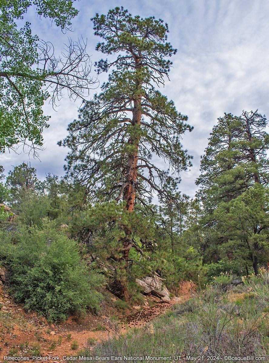 A tall, mature and slightly scraggy pine tree stands tall on a brushy slope along a small wash. In the sandy wash are scores of pine cones. There are a few other trees around and native grasses and shrubs. Cloudy sky.
©BosqueBill.com