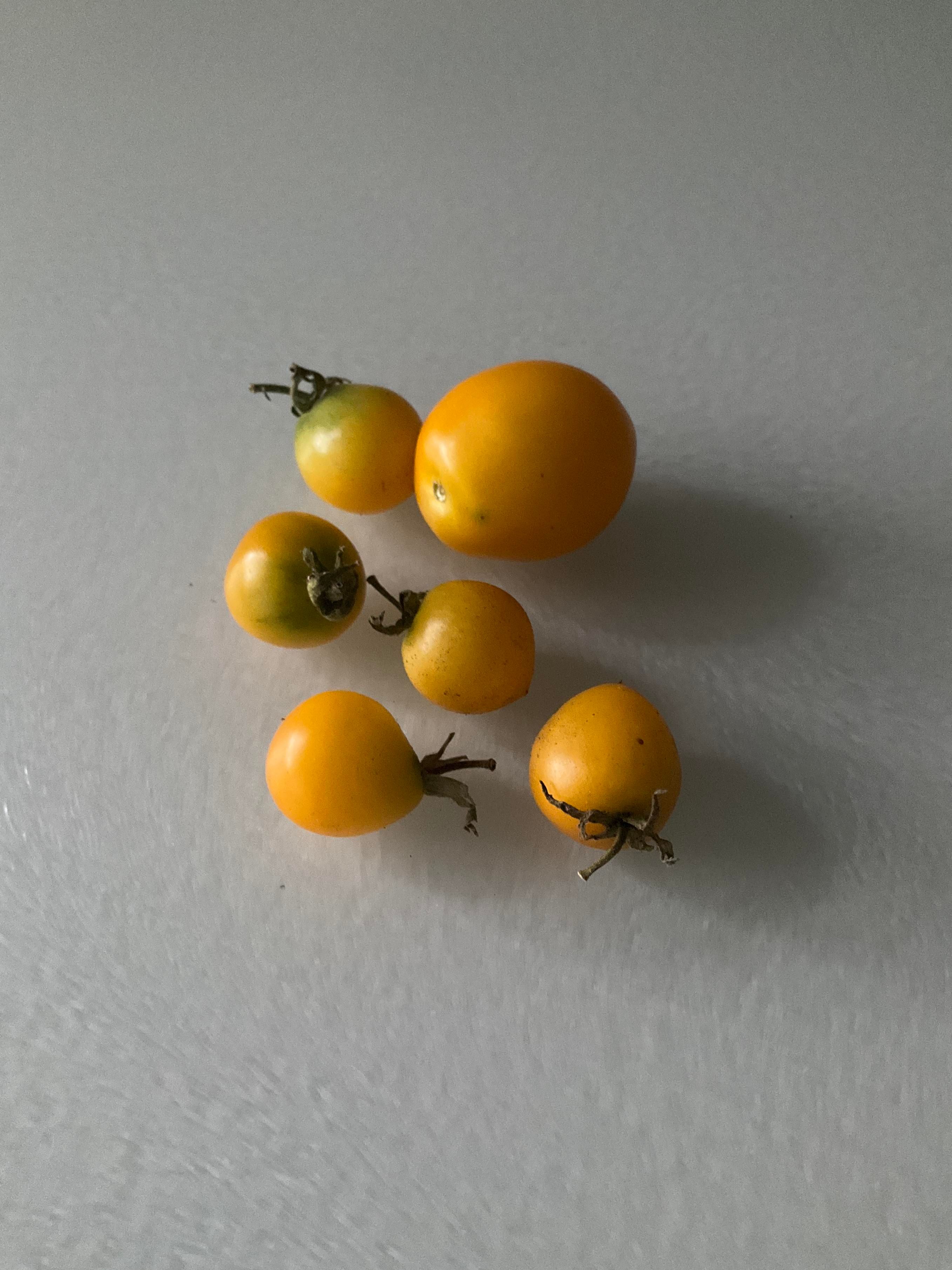 Six yellow cherry tomatoes of varying sizes on a grey surface 