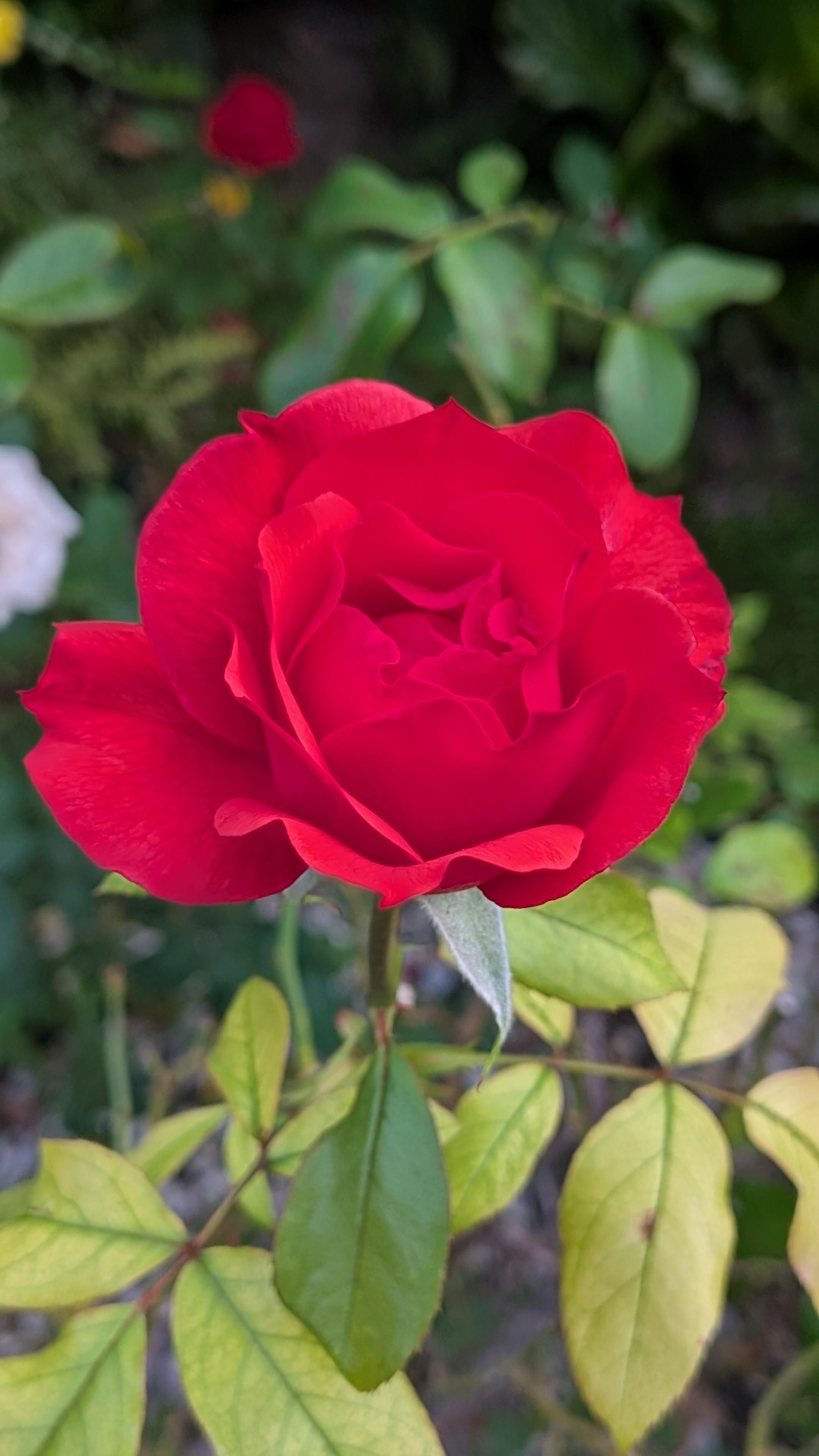 Foto di una rosa