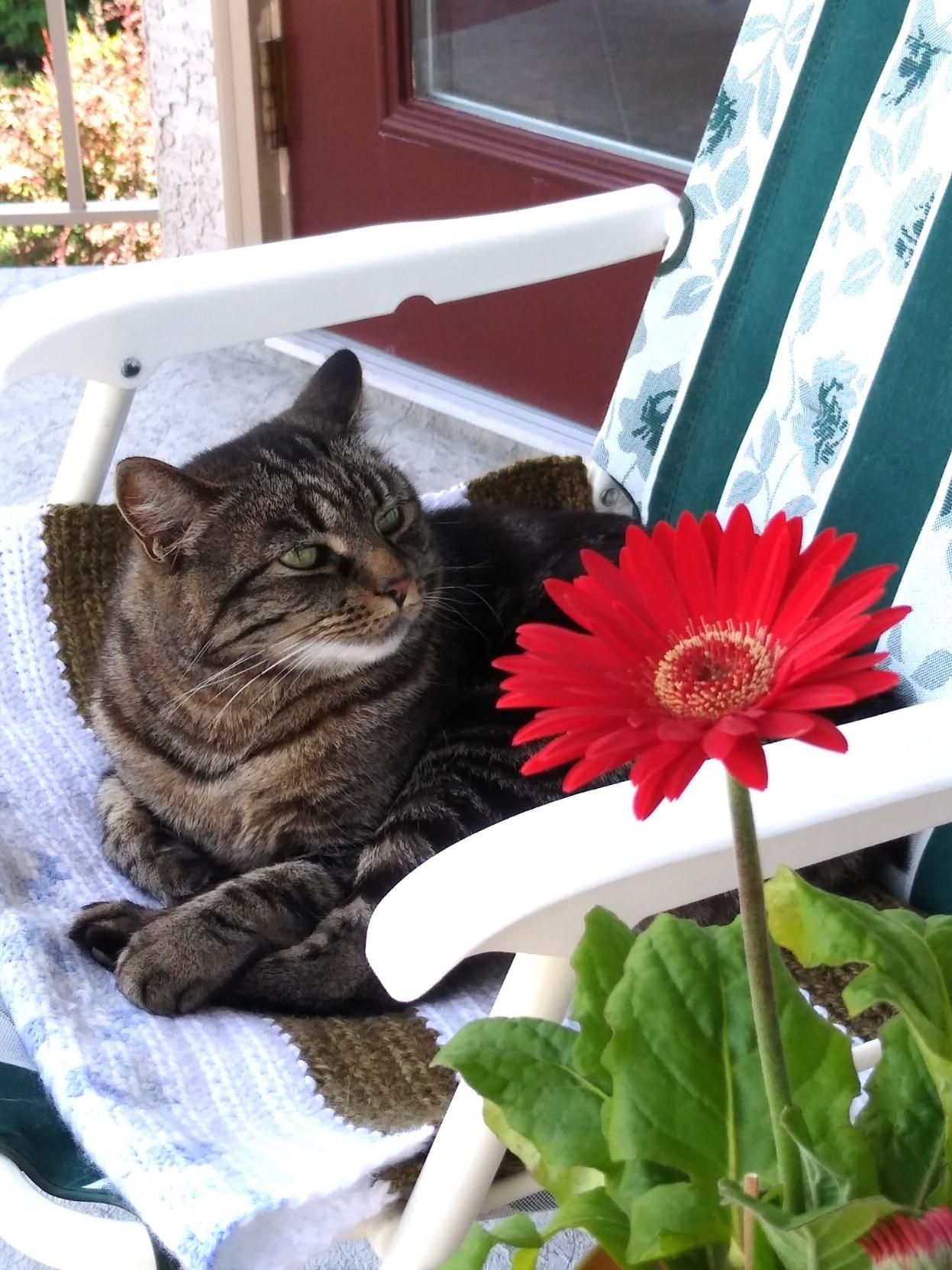 A photo of a tabbi cat on a green and white lawn chair looking at a red daisy.
