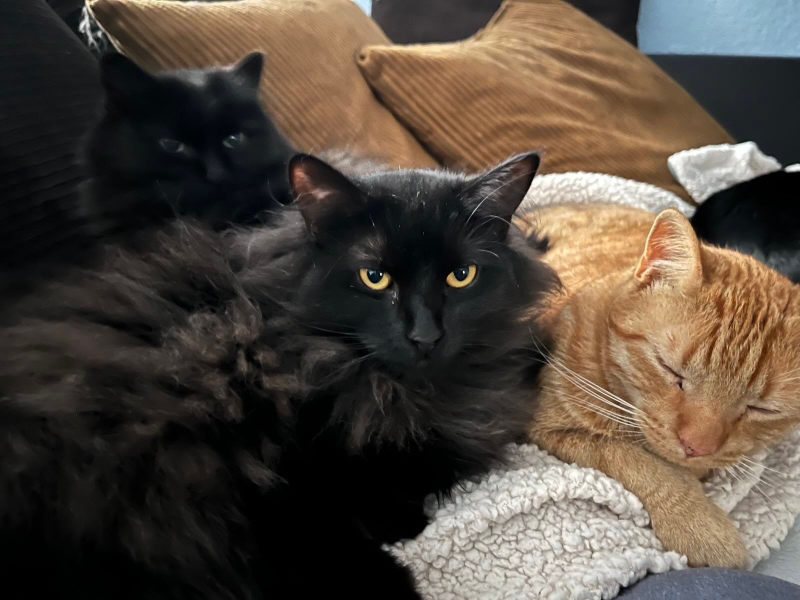 three cats on a couch in various states of alertness. in the foreground an annoyed-at-being-disturbed fluffy black cat lays to the left of a passed out orange cat, while another fluffy black cat sits behind and to the left with a half-asleep look in her eyes.