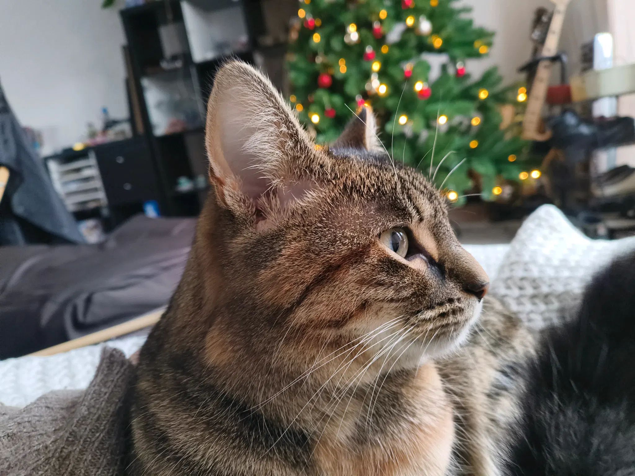 tofu looking outside