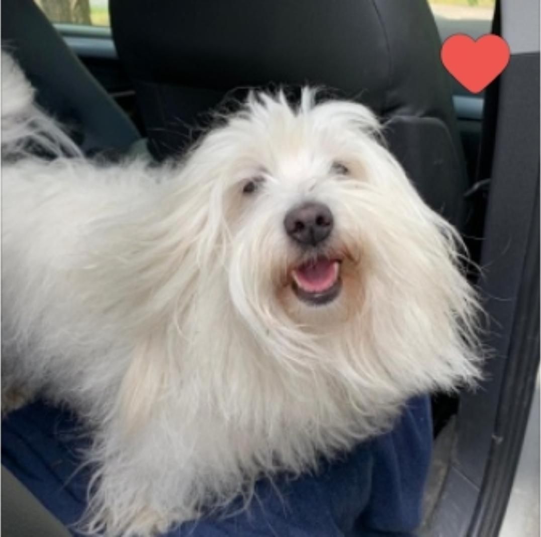 Koira matkustaa auton takapenkillä ja on juuri poistumassa kyydistä