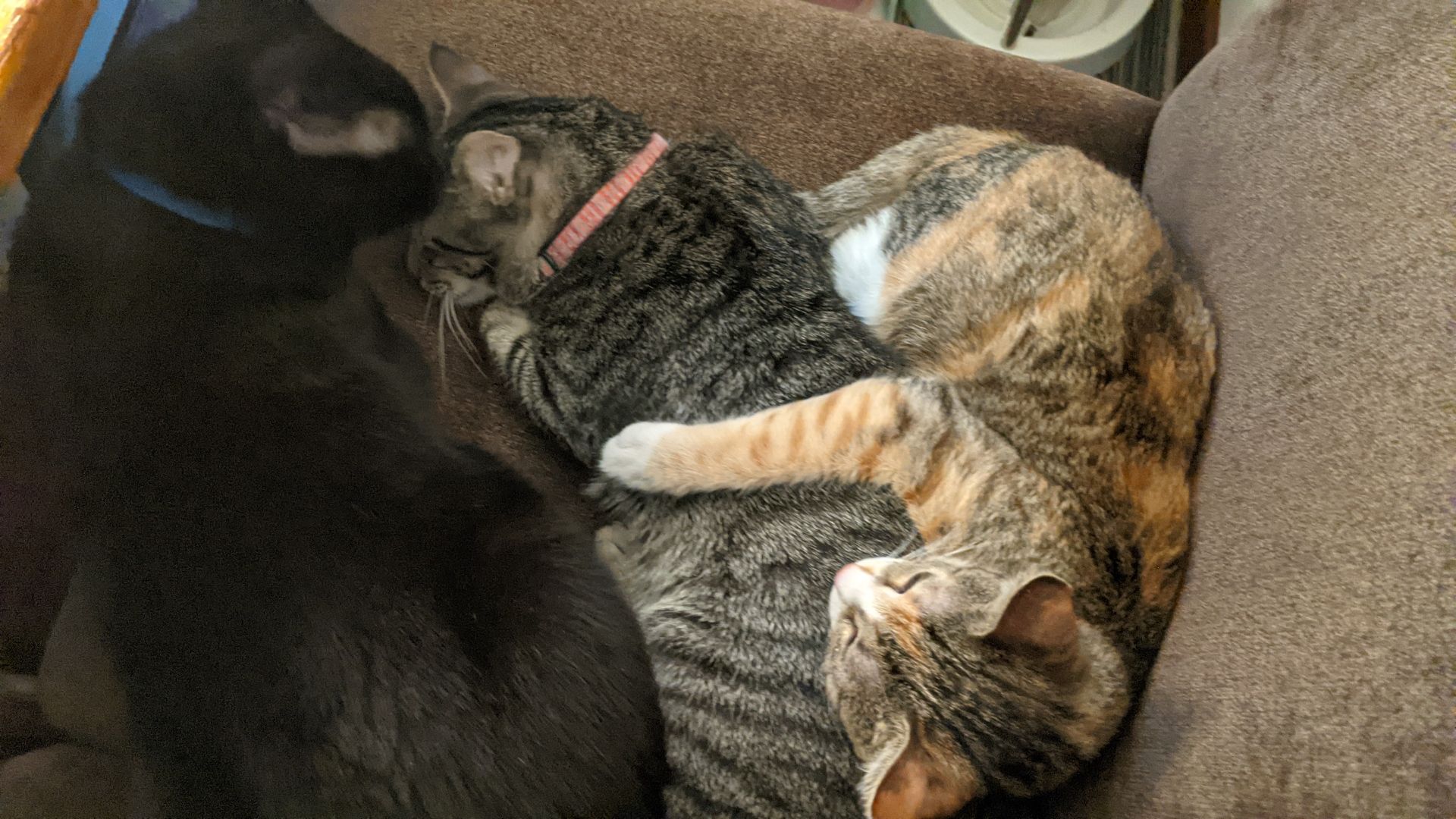 Three cats curled on the seat of one dining chair beside me. On the left, the adult black cat is sniffing the head of the smaller grey-and-black-striped cat in the middle, who is patiently allowing it. On the right, the small orange-and-brown tabby kitten is sleeping with one arm draped over the middle kitty's back. It is so cute that I am officially deceased now.
