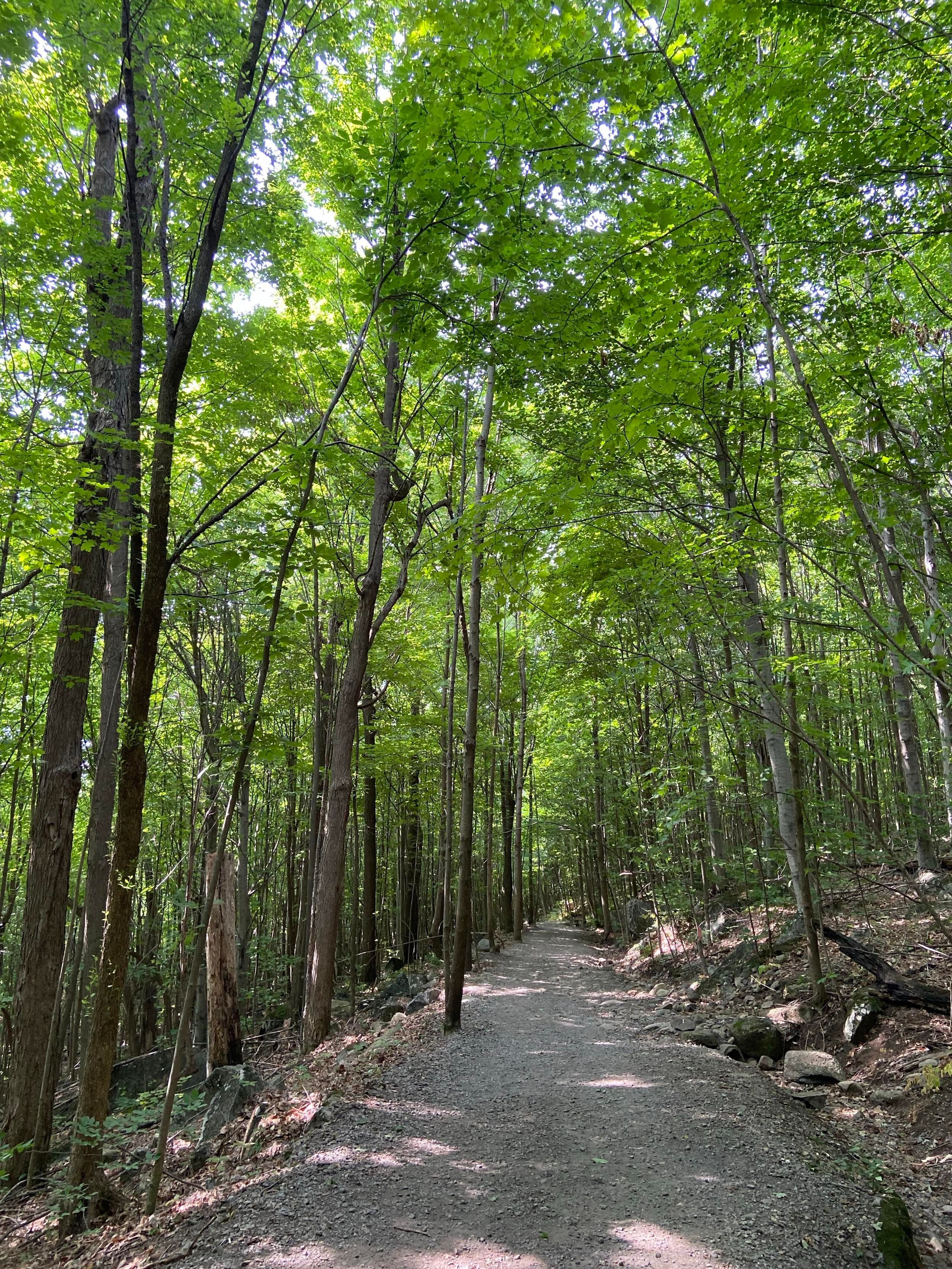 Back in the forest, a dirt path through a canopy of green
