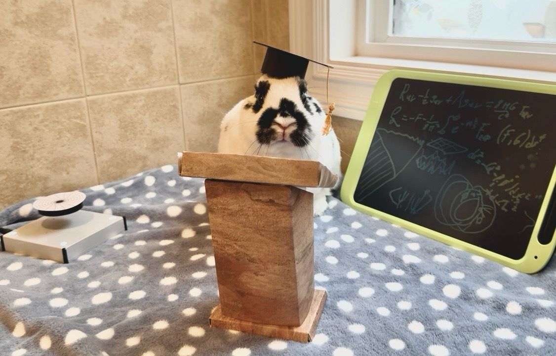 A small rabbit stands behind a tiny podium wearing a graduate hat. A black hole floats beside her and a board with the Einstein field equations for gravity.