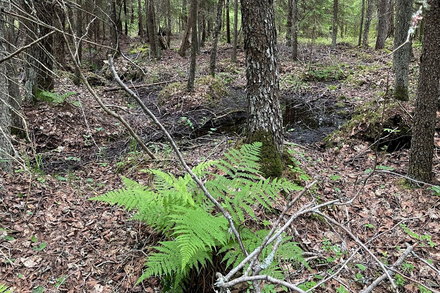 Tervaleppäkorpi, jonka pohjaa peittää lehtikarike. Etualalla kasvaa yksittäinen hiirenporras. Puiden välissä näkyy kasvipeitteettömiä tummia rimpiä.