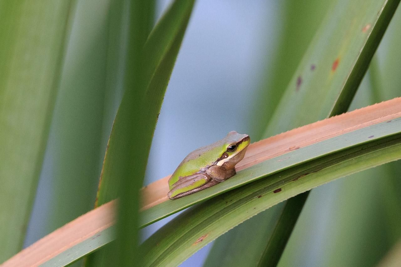 A tiny green frog that has partially turned brown (long its back and forelimbs). It is sitting on a green and brown reed leaf. 