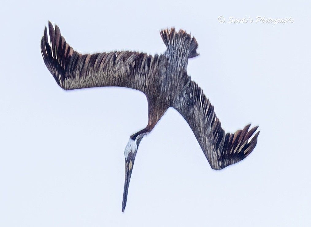 "A brown pelican (Pelecanus occidentalis) is frozen mid-dive, its body angled sharply downward in a moment of pure commitment. The wings, once outstretched in flight, are now partially folded—like sails drawn in before impact—while its long beak leads the descent, a spear of instinct and precision aimed at the ocean below.

Though the original image lacked crisp focus, post-processing has introduced a painterly clarity: edges are subtly sharpened, yet the overall impression remains abstract. The pelican’s form is defined not by detail, but by gesture—its silhouette etched in motion, like a figure rendered in oil on canvas. The feathers ripple with texture, not photographic realism, but the kind born of brushstrokes and light.

The ocean beneath is implied more than shown, a soft wash of color that suggests depth and destination. The sky above is a muted backdrop, allowing the pelican’s dark plumage to stand out in bold contrast. The entire image feels like a study in movement and transformation—where a bird becomes a blur, a dive becomes a dance, and the photograph becomes a painting." - Copilot