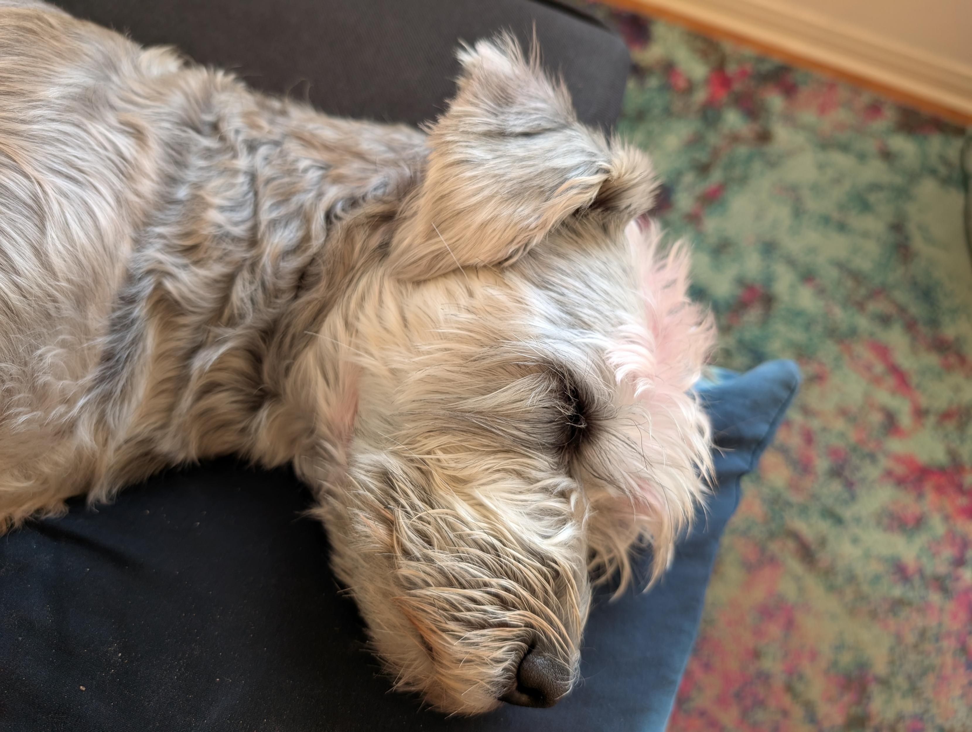 Photograph of a very sleepy schnauzer-poodle mix