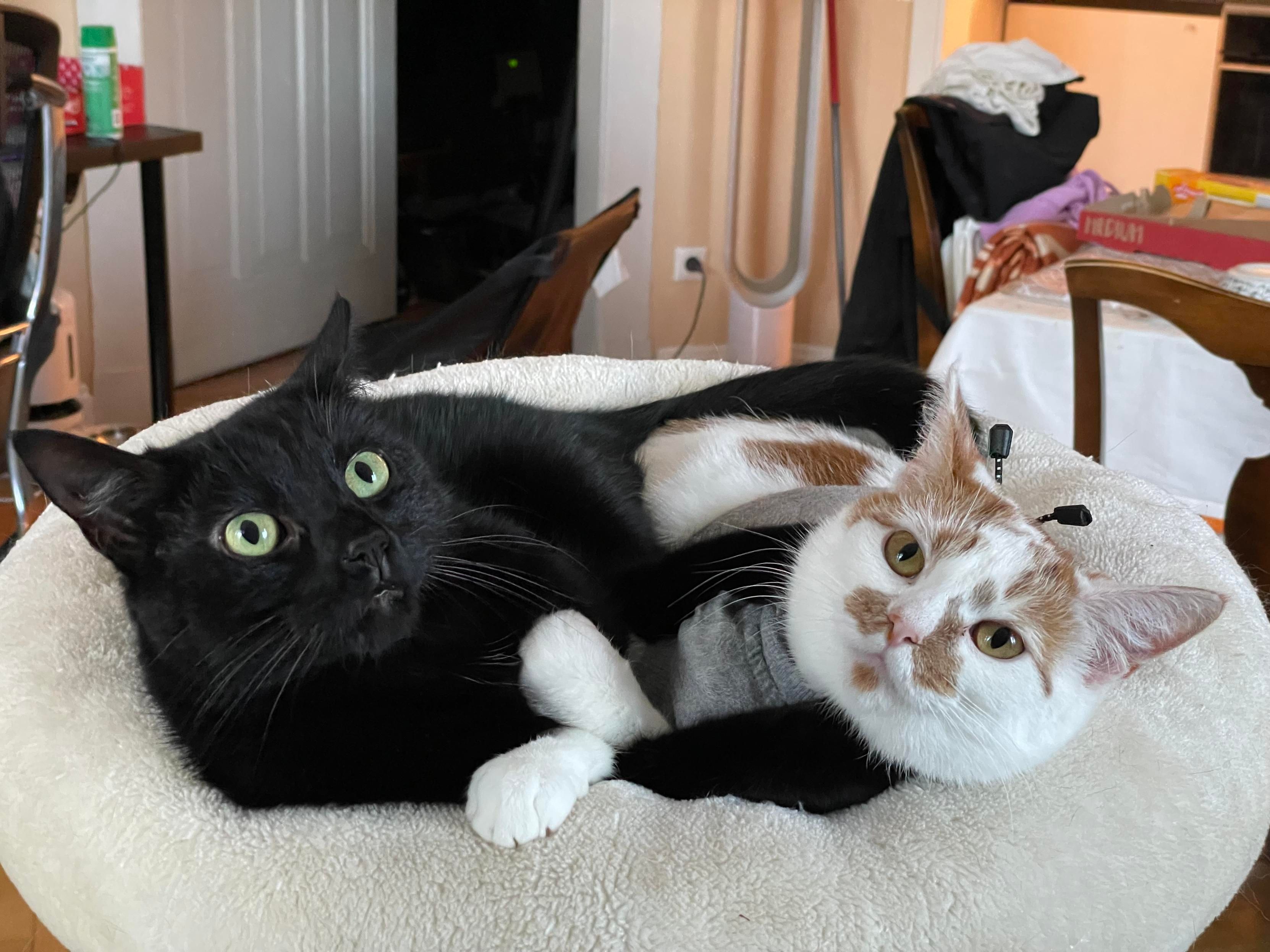 A black cat with big green eyes (Jiji) is lying next to his sister, a white cat with orange patches and a pink nose (Peaches) on a round cat bed. Their paws are intertwined.