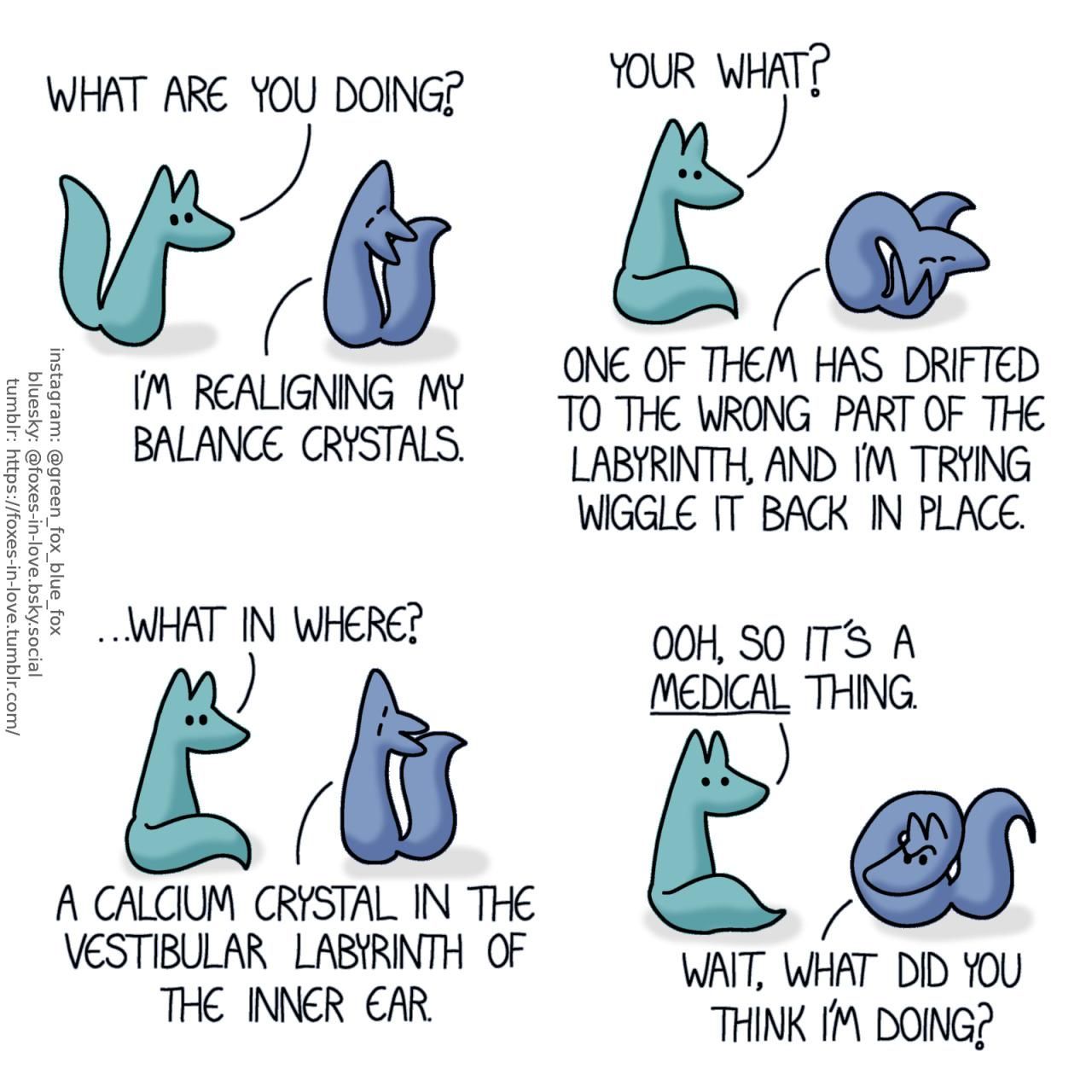A comic of two foxes, one of whom is blue, the other is green. In this one, Green arrives at the scene as Blue is twisting himself into unusual positions, turning his head up, down, and upside-down. Green: What are you doing? Blue: I'm realigning my balance crystals. Green: Your what? Blue: One of them has drifted to the wrong part of the labyrinth, and I'm trying to wiggle it back in place. Green: ...What in where? Blue: A calcium crystal in the vestibular labyrinth of the inner ear.  Green looks awestruck as he finally comprehends what is happening. Twisting himself onto a loop to turn his head towards Green, Blue looks at him with a confused frown. Green: Ooh, so it's a medical thing. Blue: Wait, what did you think I'm doing?
