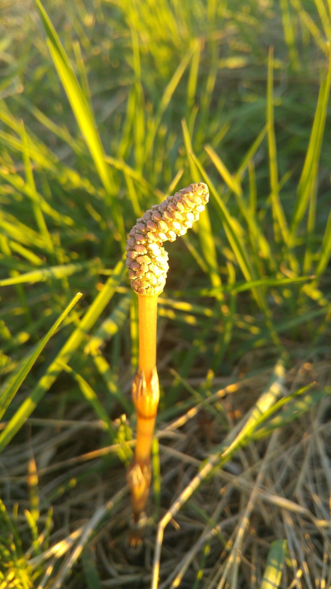 Ein seitlich von der Sonne goldgelb angestrahlter Sporophyllstand des Acker-Schachtelhalms zwischen Grashalmen.