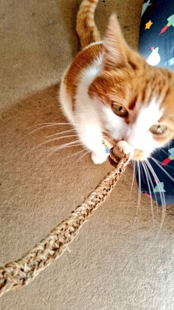 A beautiful ginger and white cat, who has caught the braided basket handle before I attached it to the basket. Her name is Queen Felicia. She helps with all my projects which involve string, and I love her.