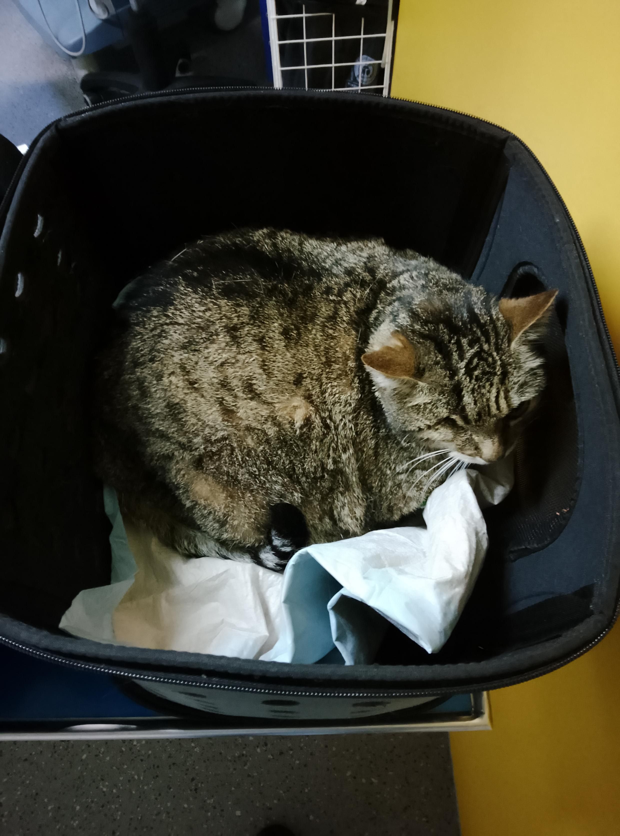 Yoshi One-Eye sits in an open pet carrier. 