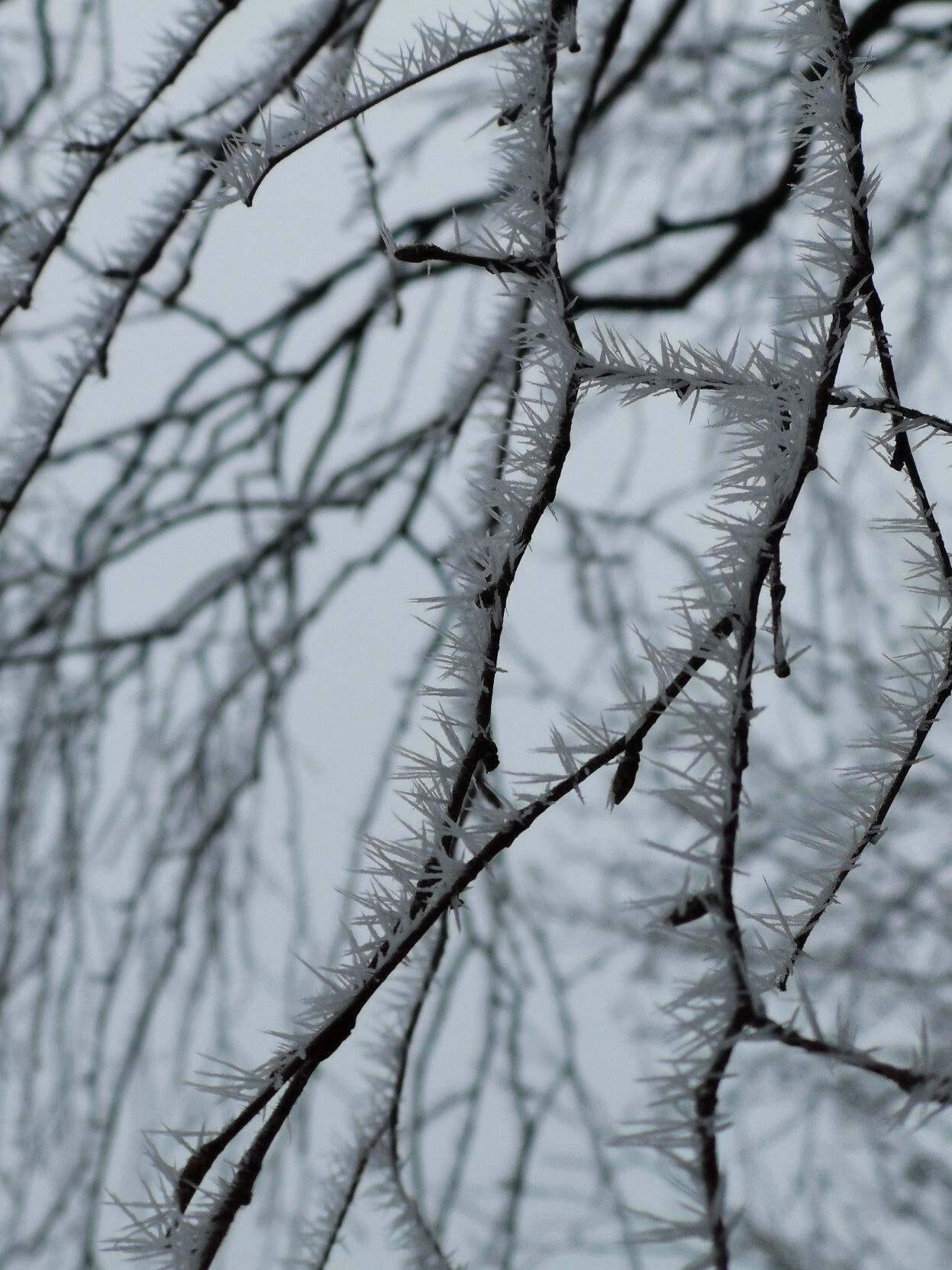 Piikikkääksi jäätyneitä koivunoksia meren rannalla