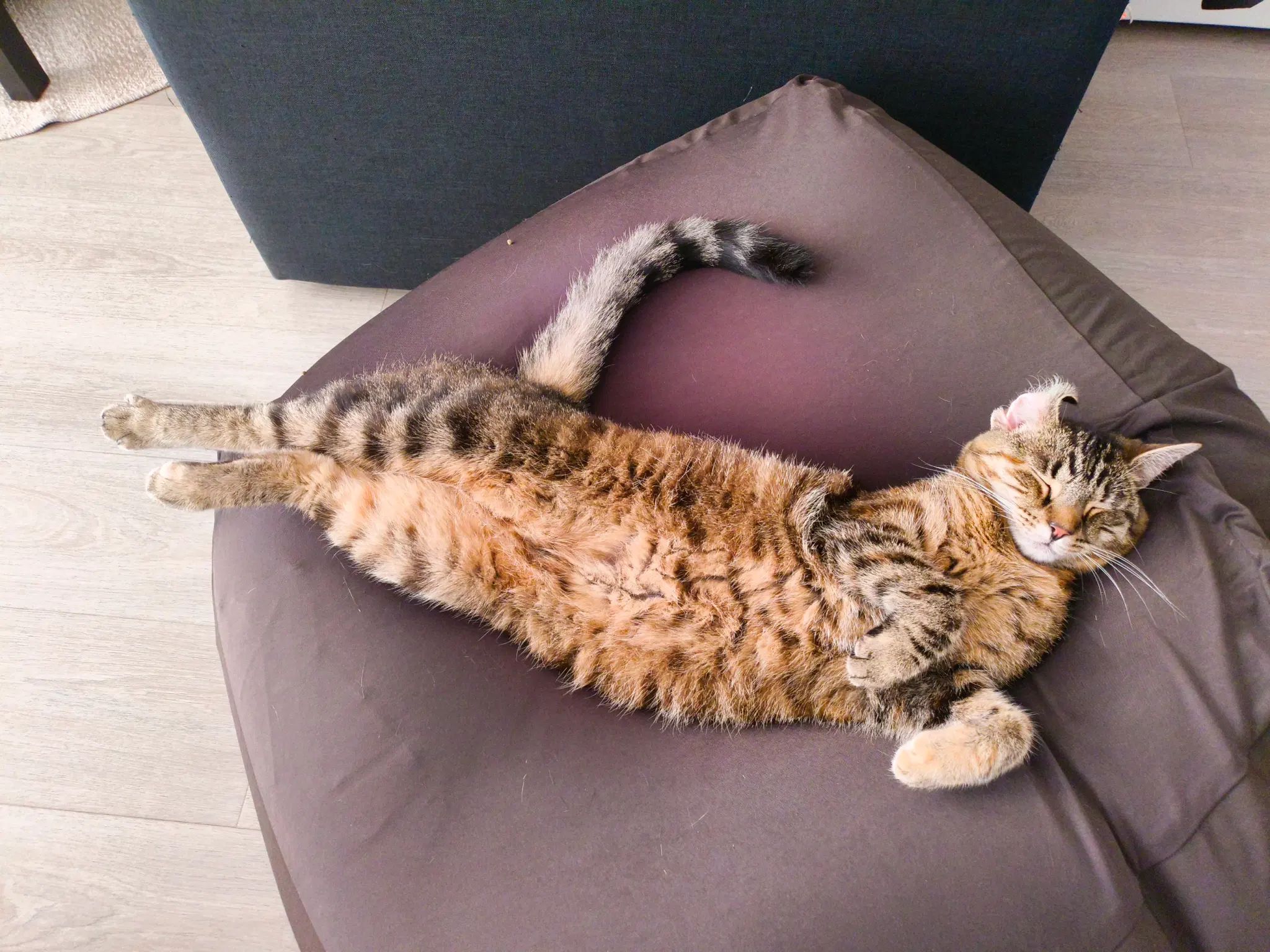 sleeping tofu on a cushion sofa