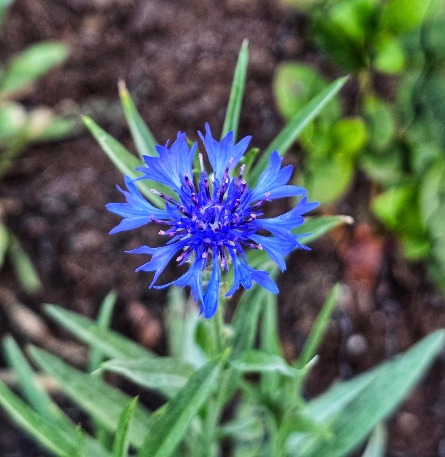 A blue cornflower or bachelor's button.