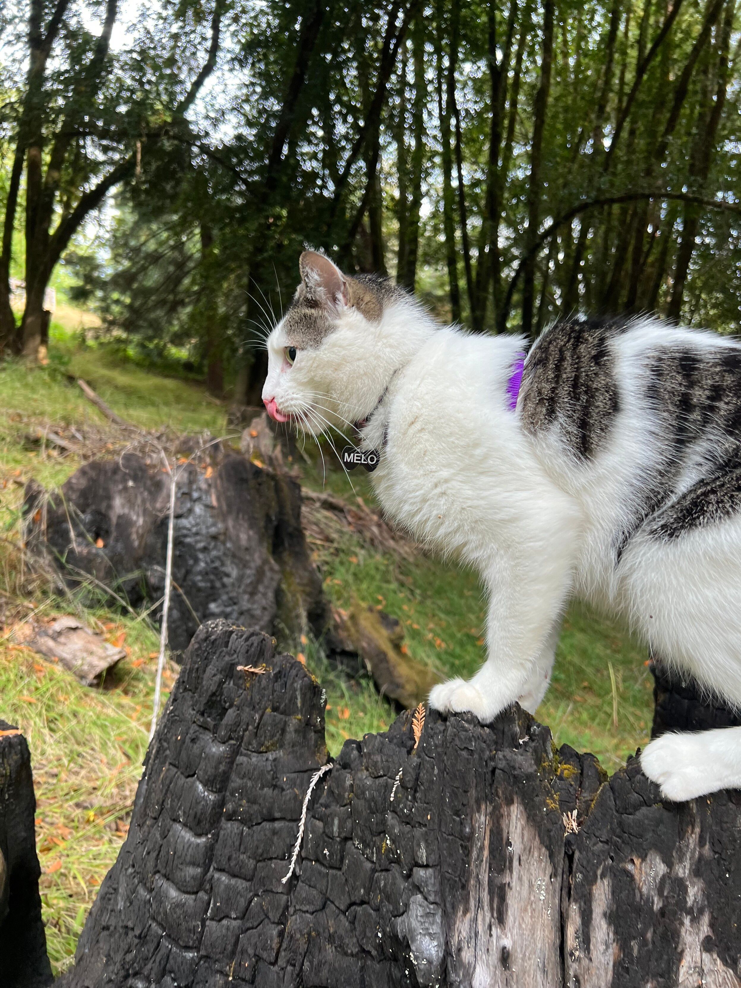 Melo kitty on a burnt out redwood trunk licking away with his tongue out