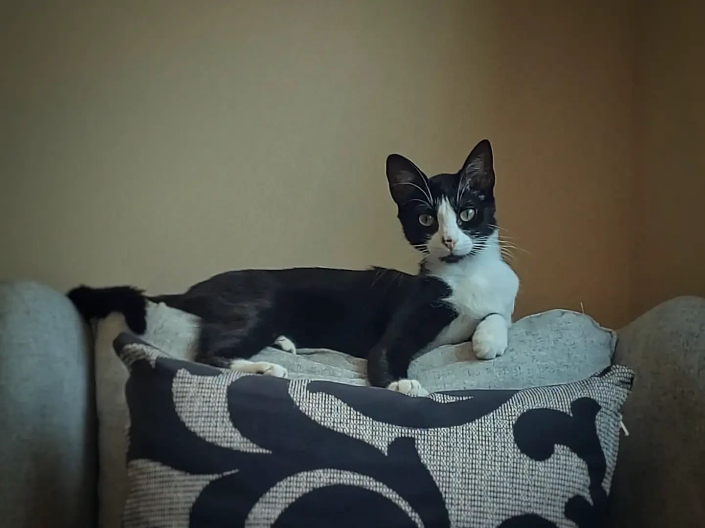 black and white tuxedo kitty resting on top of a comfi couch looking at the camera.