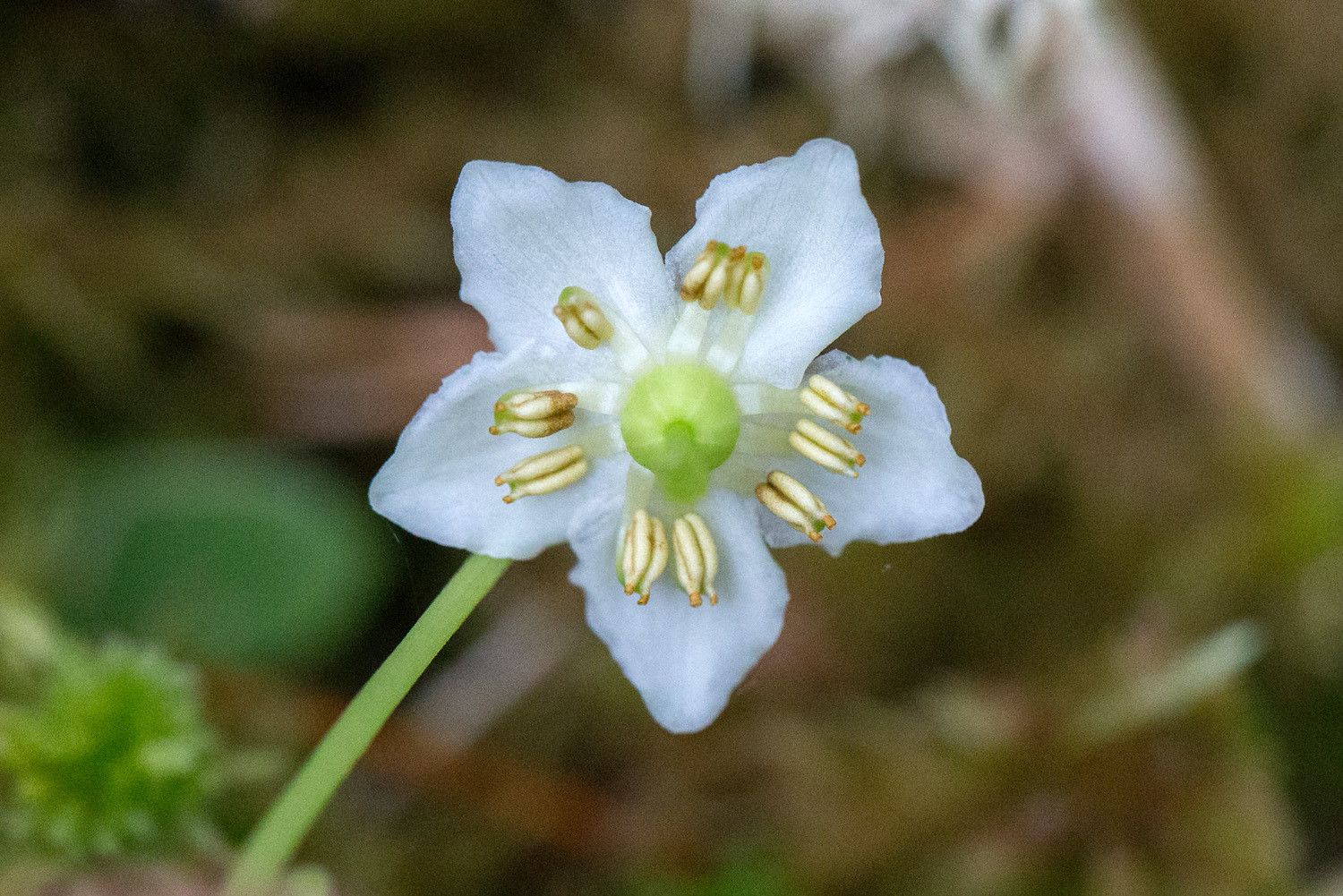 Valkoinen tähtimäinen kukka, jossa on viisi terälehteä.